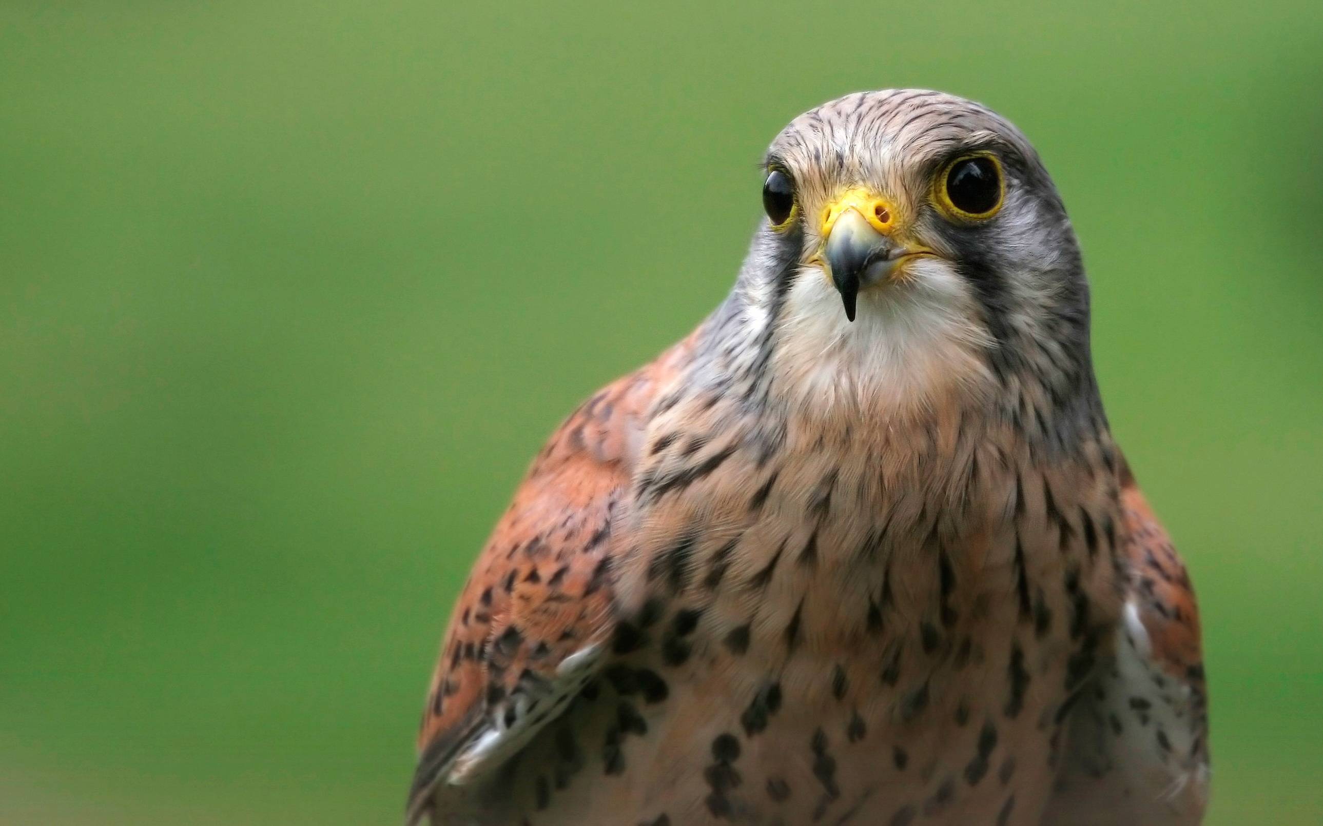 2578x1611 Peregrine Falcon Wallpaper. Peregrine Falcon Wallpaper, Peregrine Falcons Epic Wallpaper and Peregrine Falcon Hunting Wallpaper
