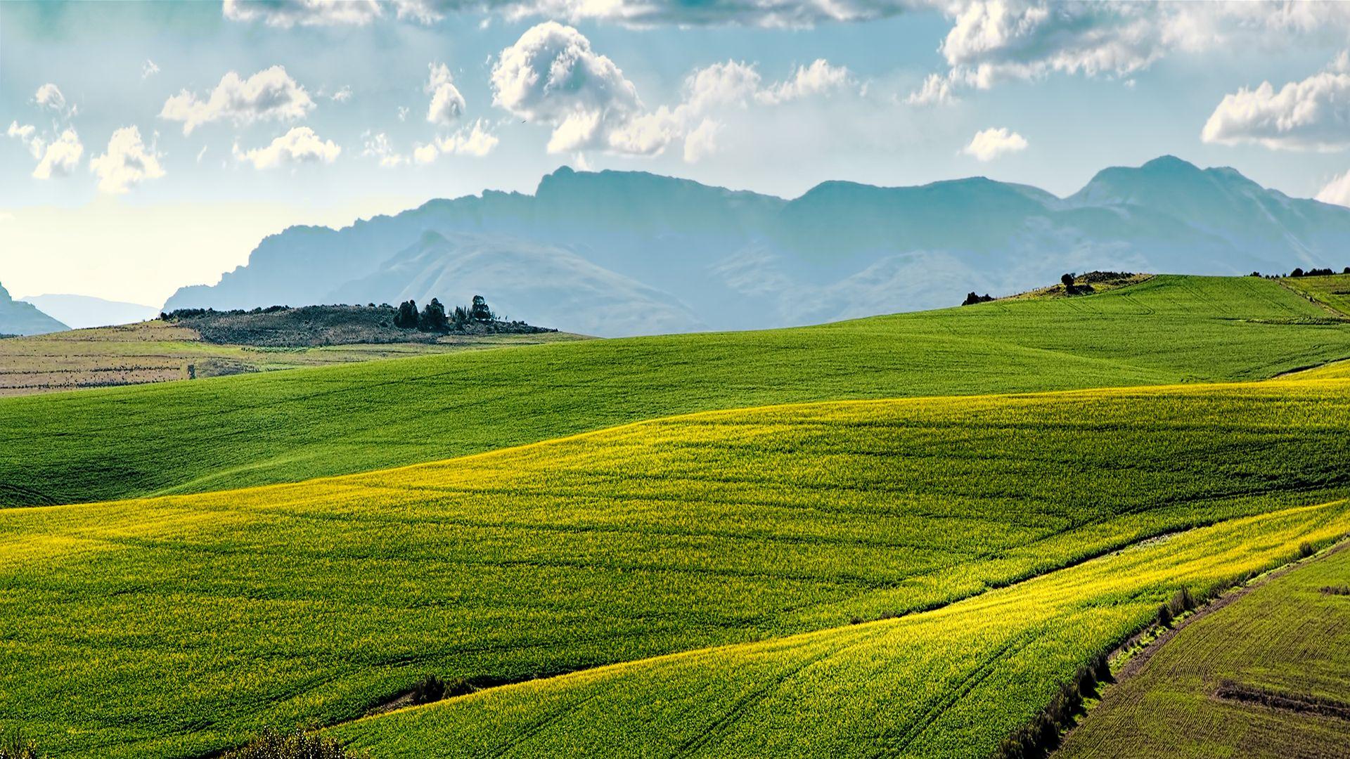 1920x1080 4K Canola Fields Wallpaper HD