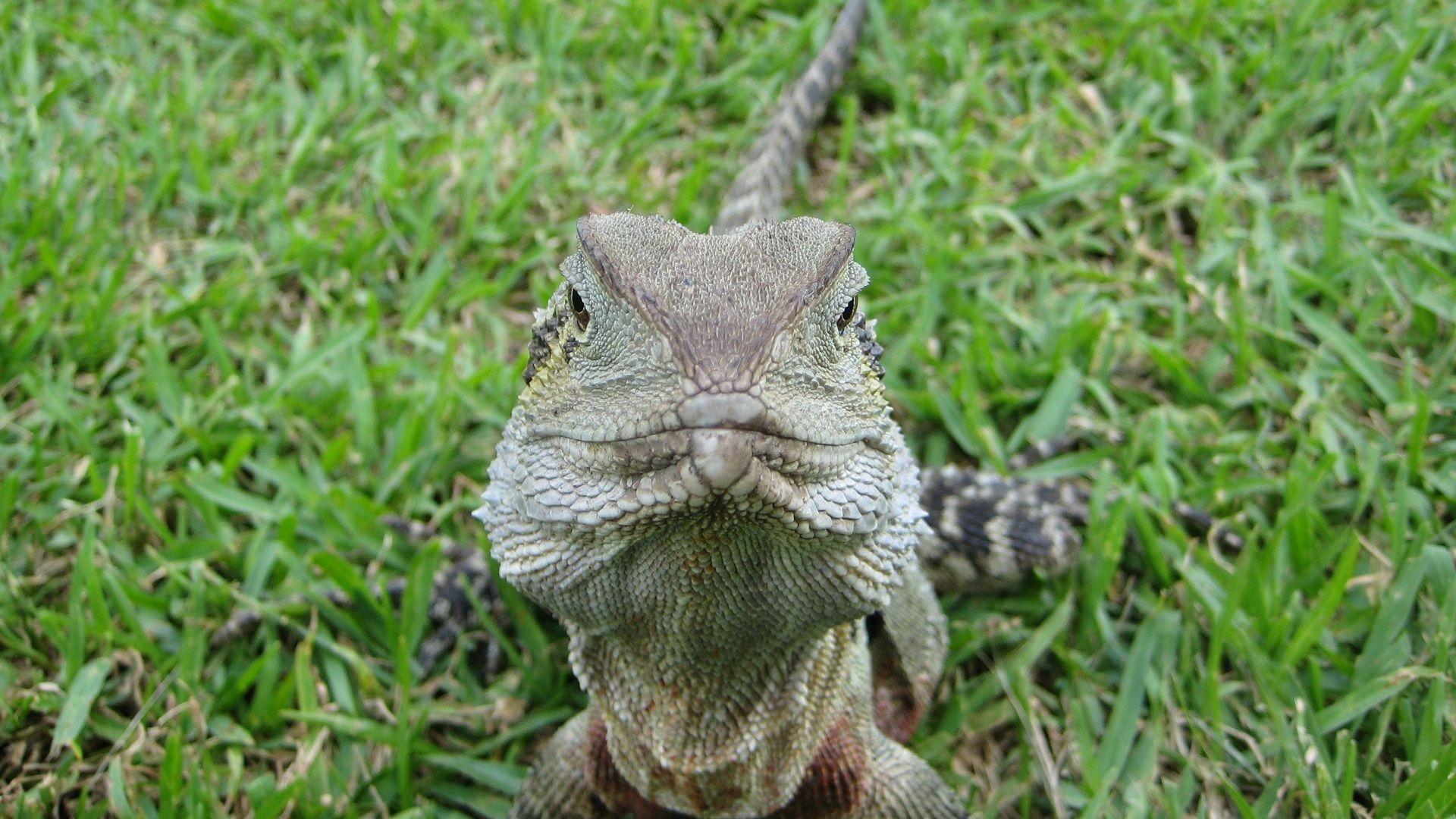 1920x1080 australian water dragon wallpaper and background