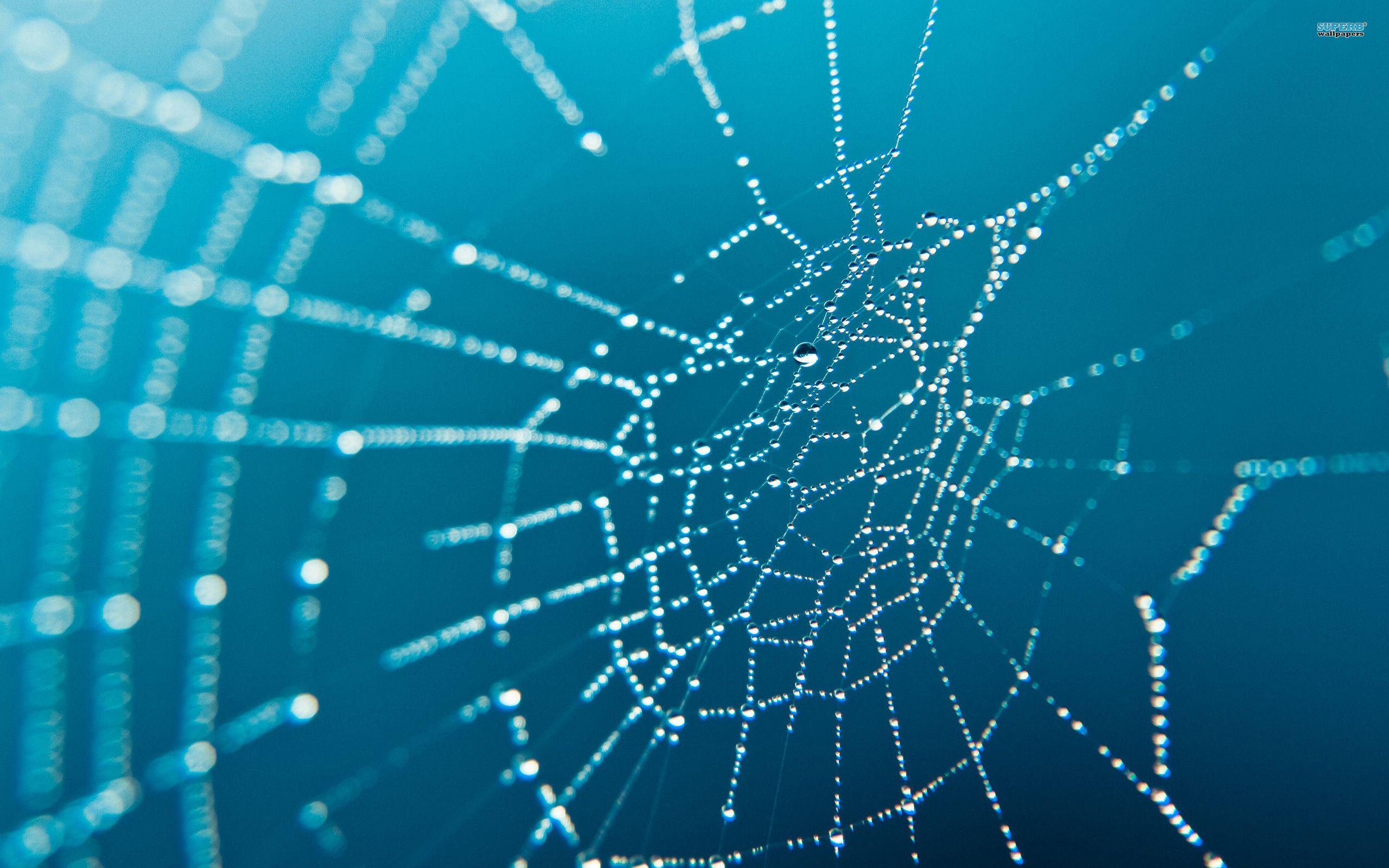 2560x1600 Web Wallpaper Widescreen HD Wallpaper