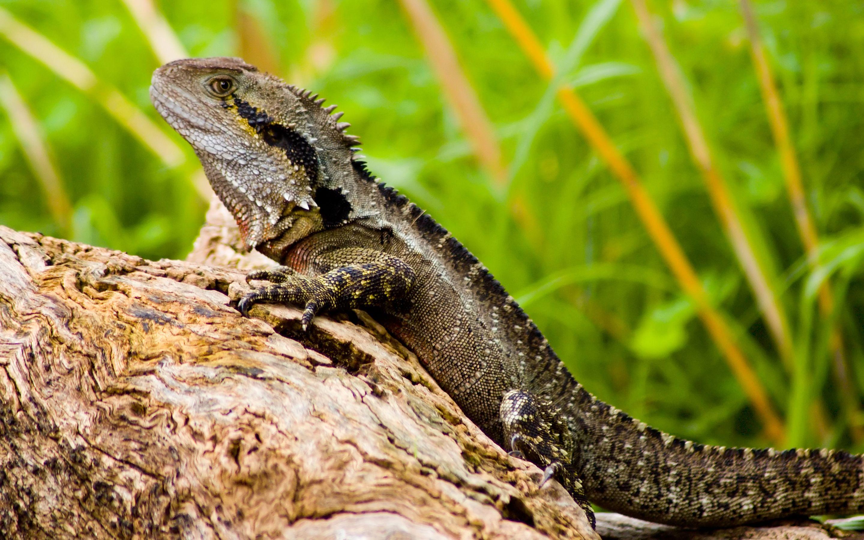 2880x1800 Water Dragon Full HD Wallpaper and Background Imagex1800