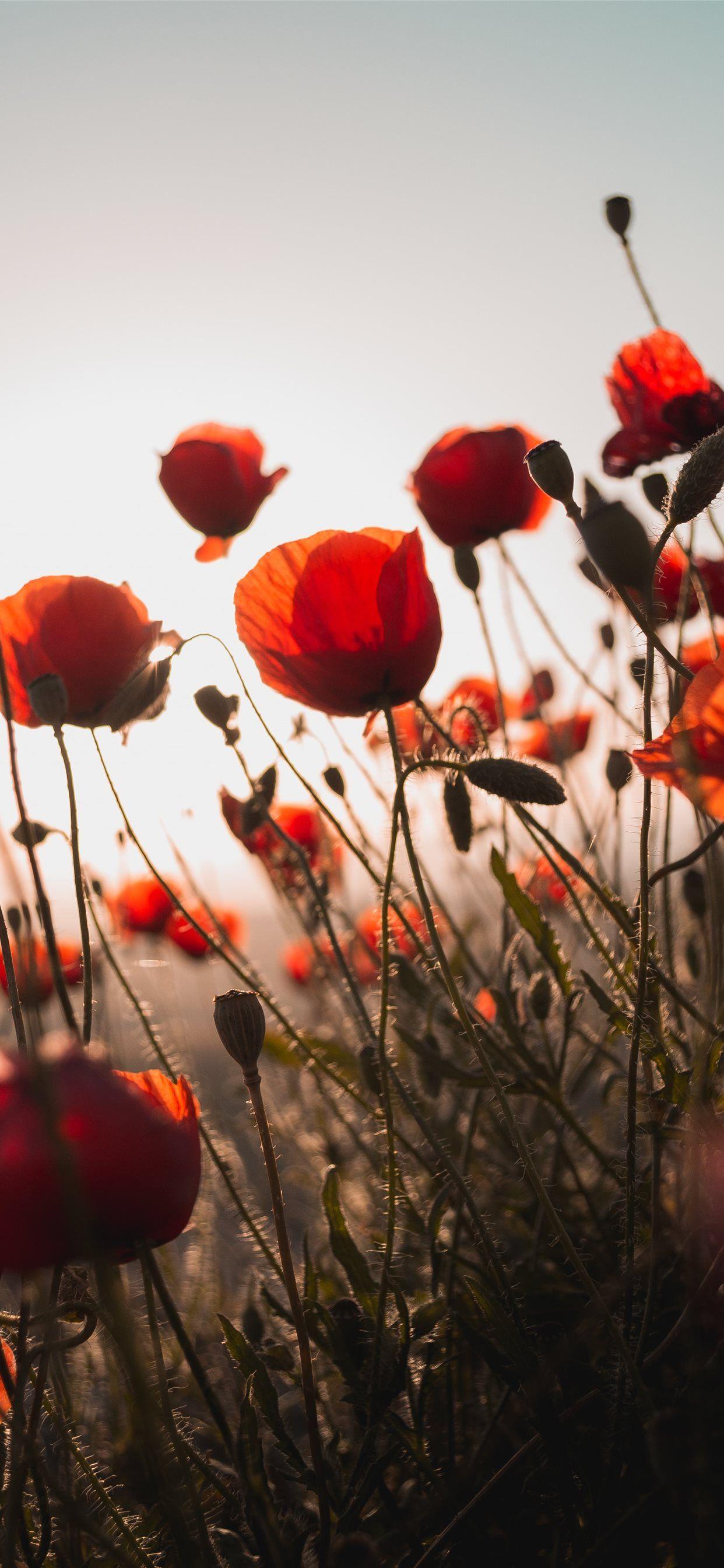 1242x2688 red flower iPhone X Wallpaper Free Download