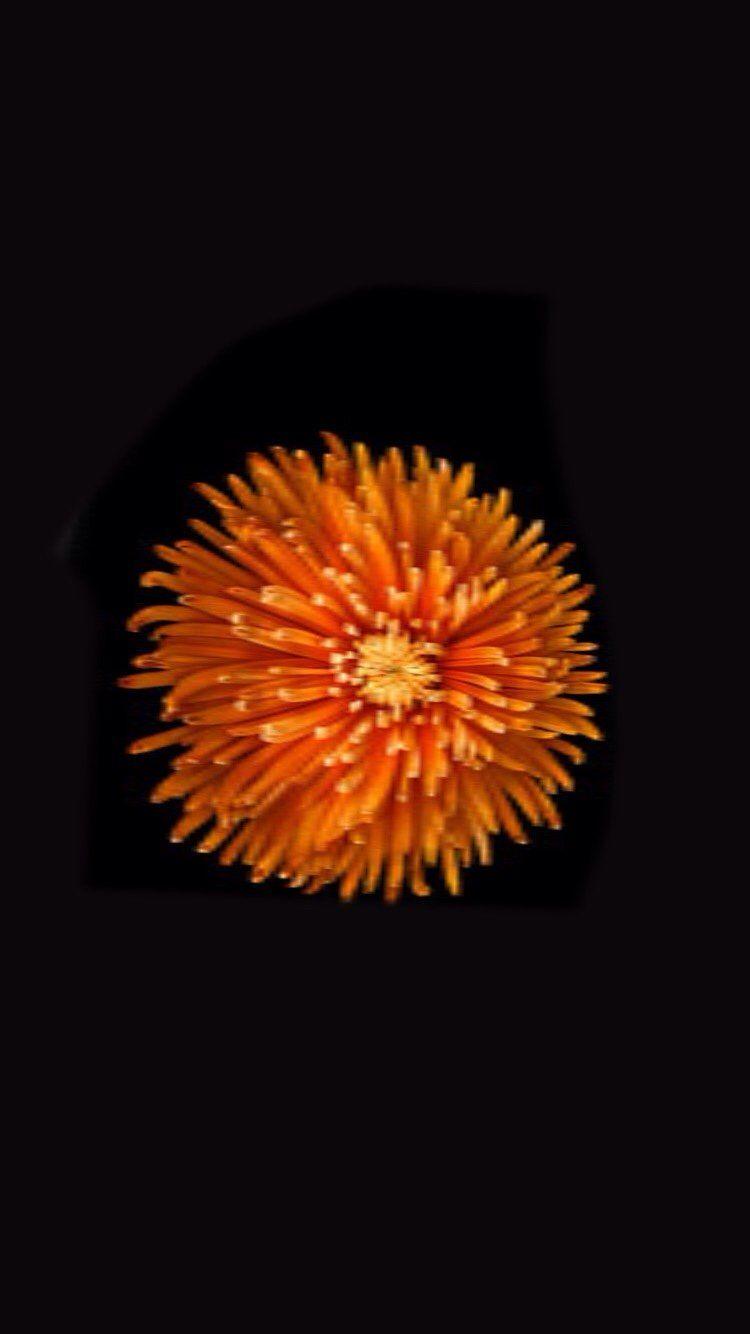 Orange Flower iPhone Wallpapers Top Free Orange Flower iPhone