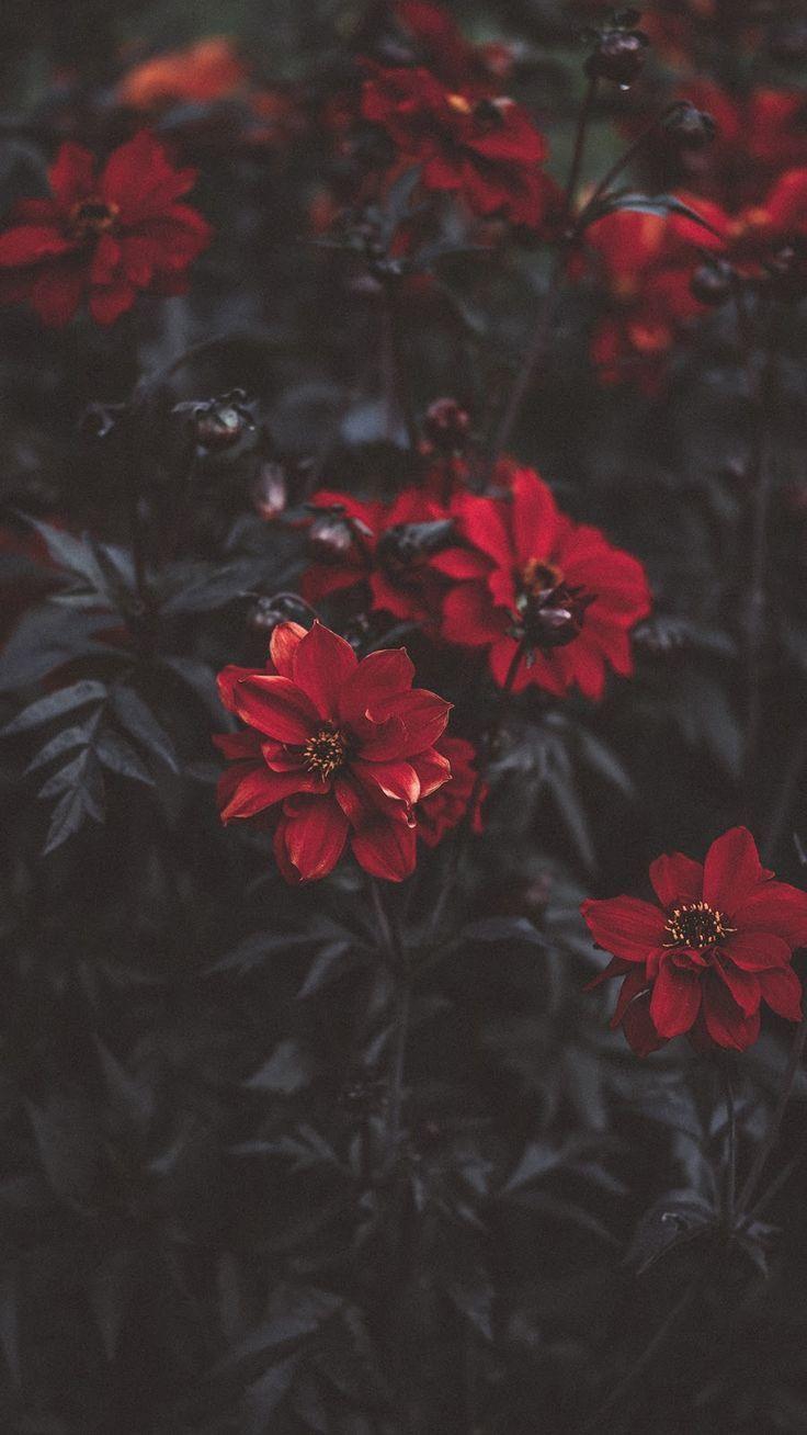 736x1308 Red Flower #wallpaper #myfavwallpaper #lockscreen #iphonewallpaper #smartphone. Schöne blumen, Rote blumen, Blumentapete
