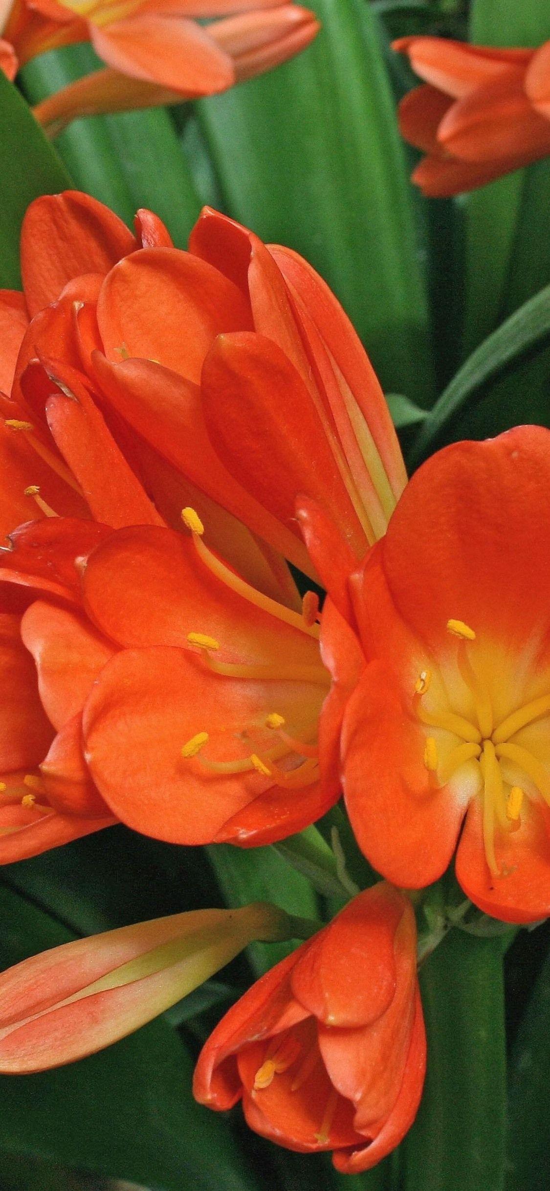 1125x2436 Orchid, Orange Flowers 1125x2436 IPhone 11 Pro XS X Wallpaper, Background, Picture, Image
