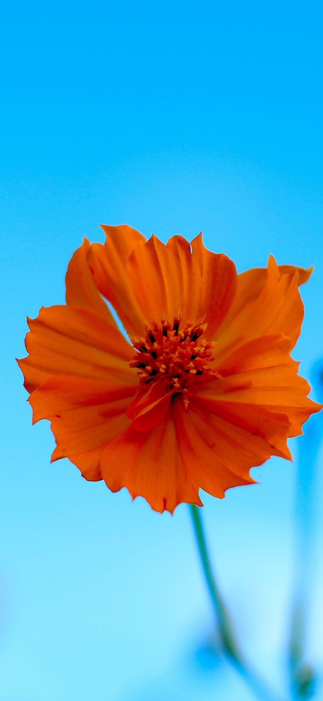 Orange Flower iPhone Wallpapers Top Free Orange Flower iPhone