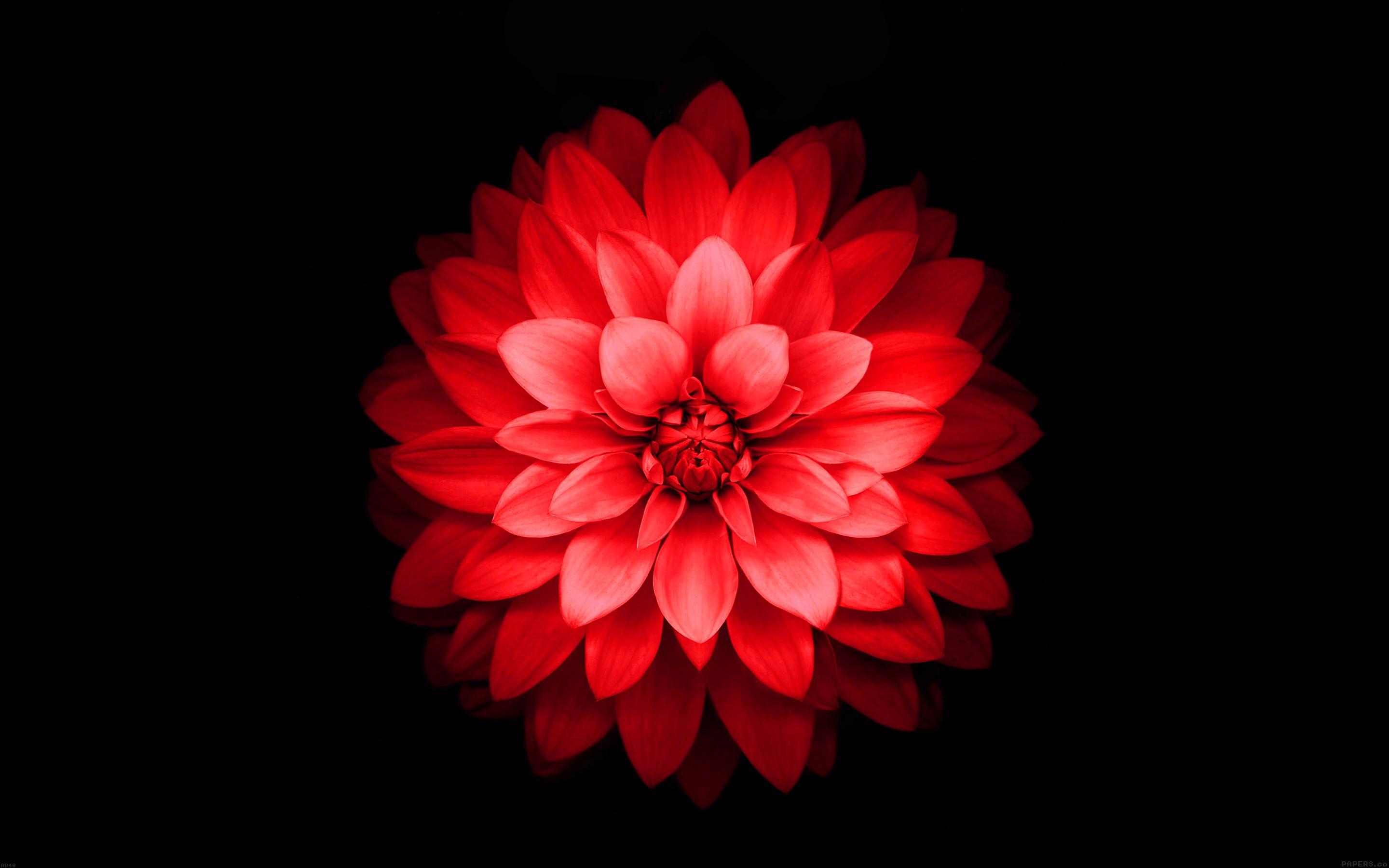 2880x1800 iPhone 6 Plus Red Lotus Flower Retina Wallpaper Red Flower Wallpaper HD