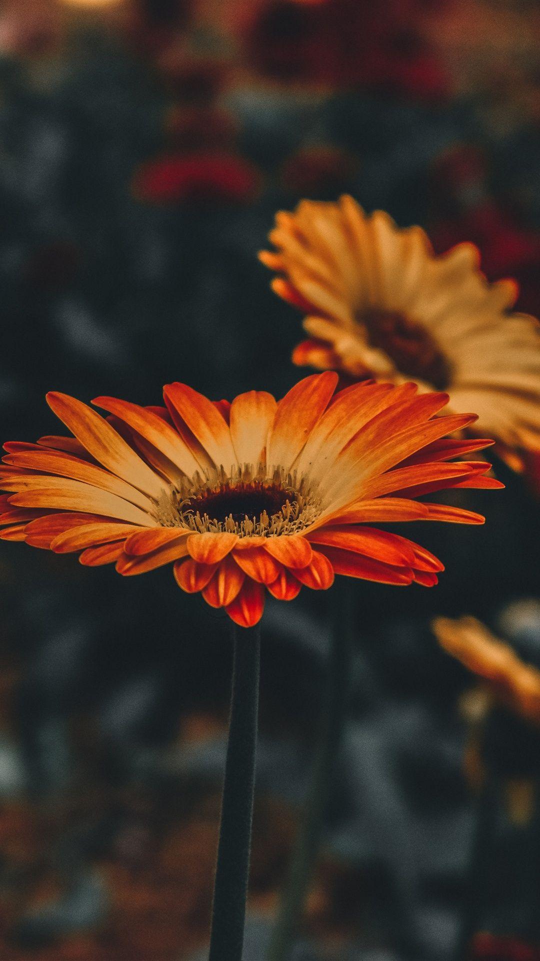 Orange Flower iPhone Wallpapers Top Free Orange Flower iPhone