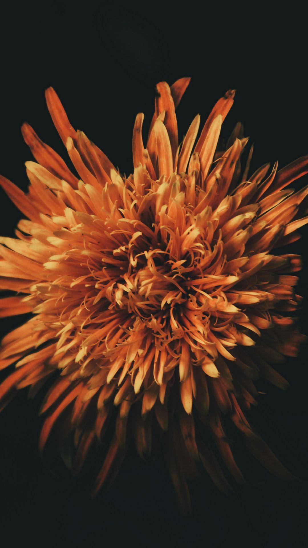 Orange Flower iPhone Wallpapers Top Free Orange Flower iPhone