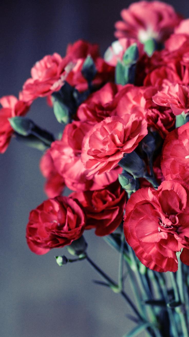 736x1308 iPhone Wallpaper Red Flower