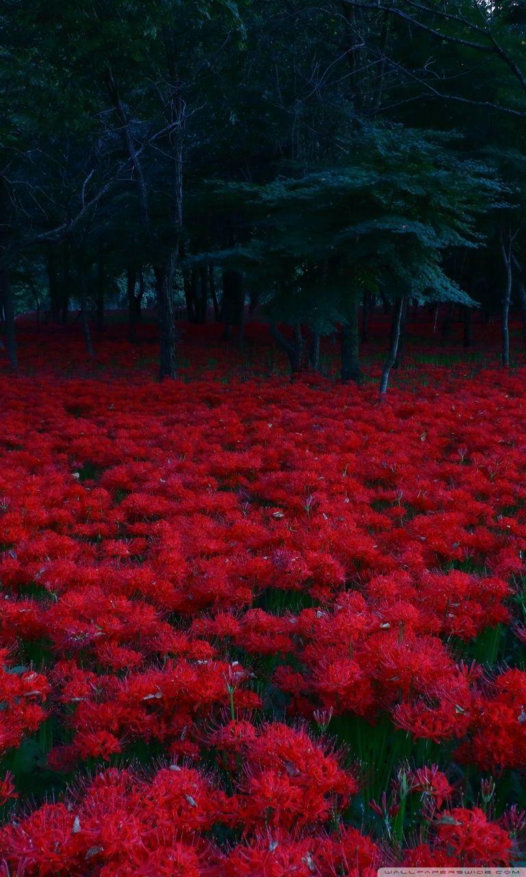 Red Flower iPhone Wallpapers - Top Free Red Flower iPhone Backgrounds ...