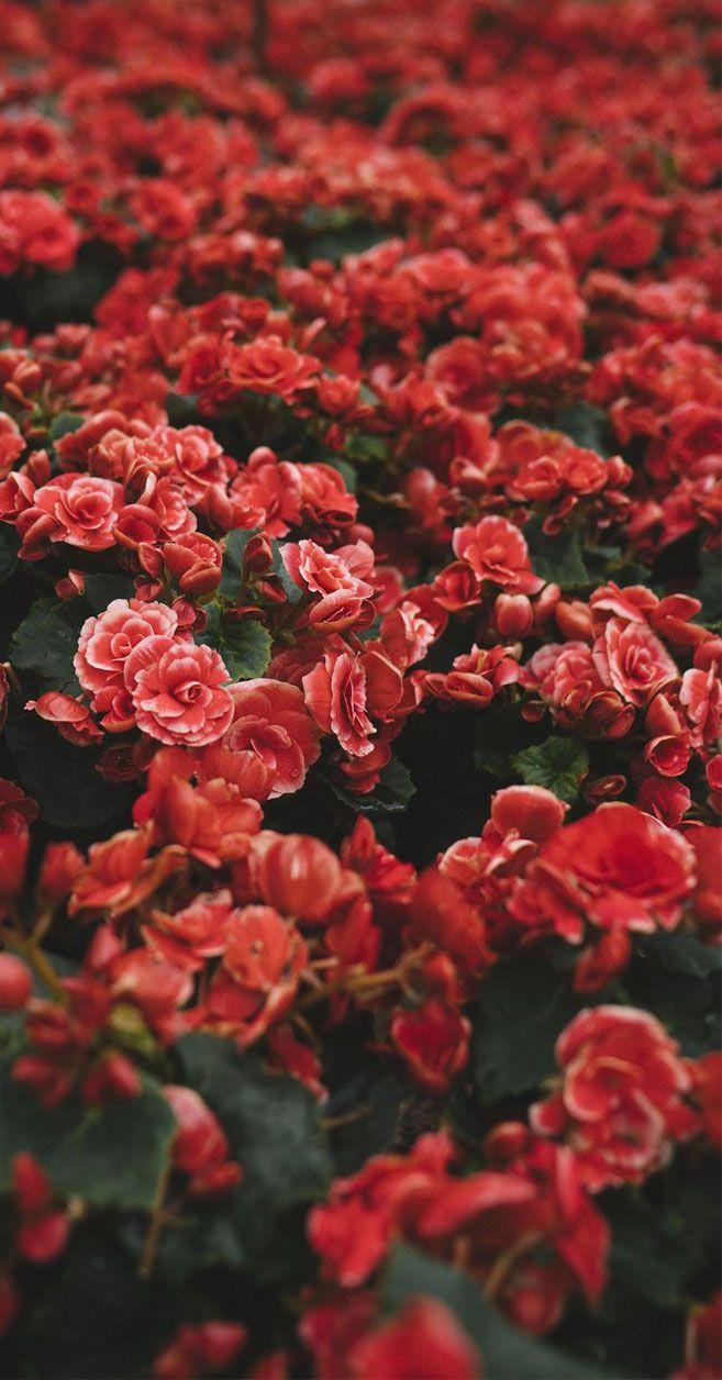 657x1256 Beautiful Flower iPhone Wallpaper