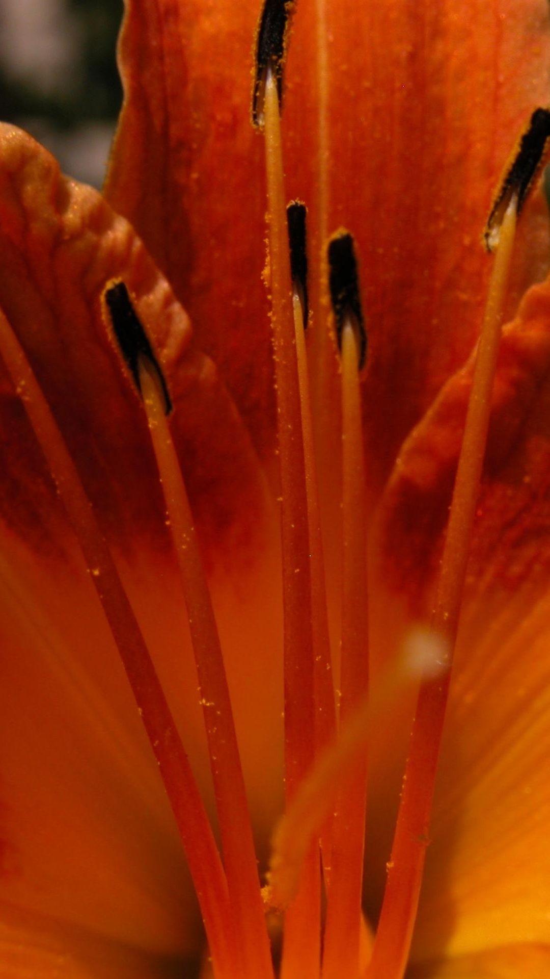 1080x1920 iPhone Wallpaper Orange Flower HD Wallpaper
