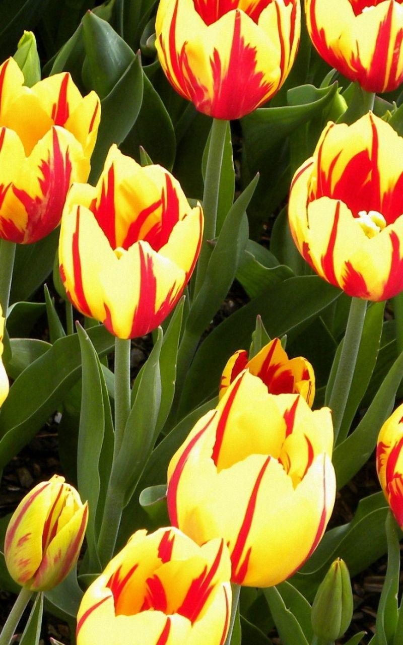 800x1280 Free download colorful tulip flowers bright iPhone 6 wallpaper HD flower iPhone [1080x1920] for your Desktop, Mobile & Tablet. Explore Tulip Wallpaper for iPhone. Microsoft Tulip Wallpaper, Free Tulip