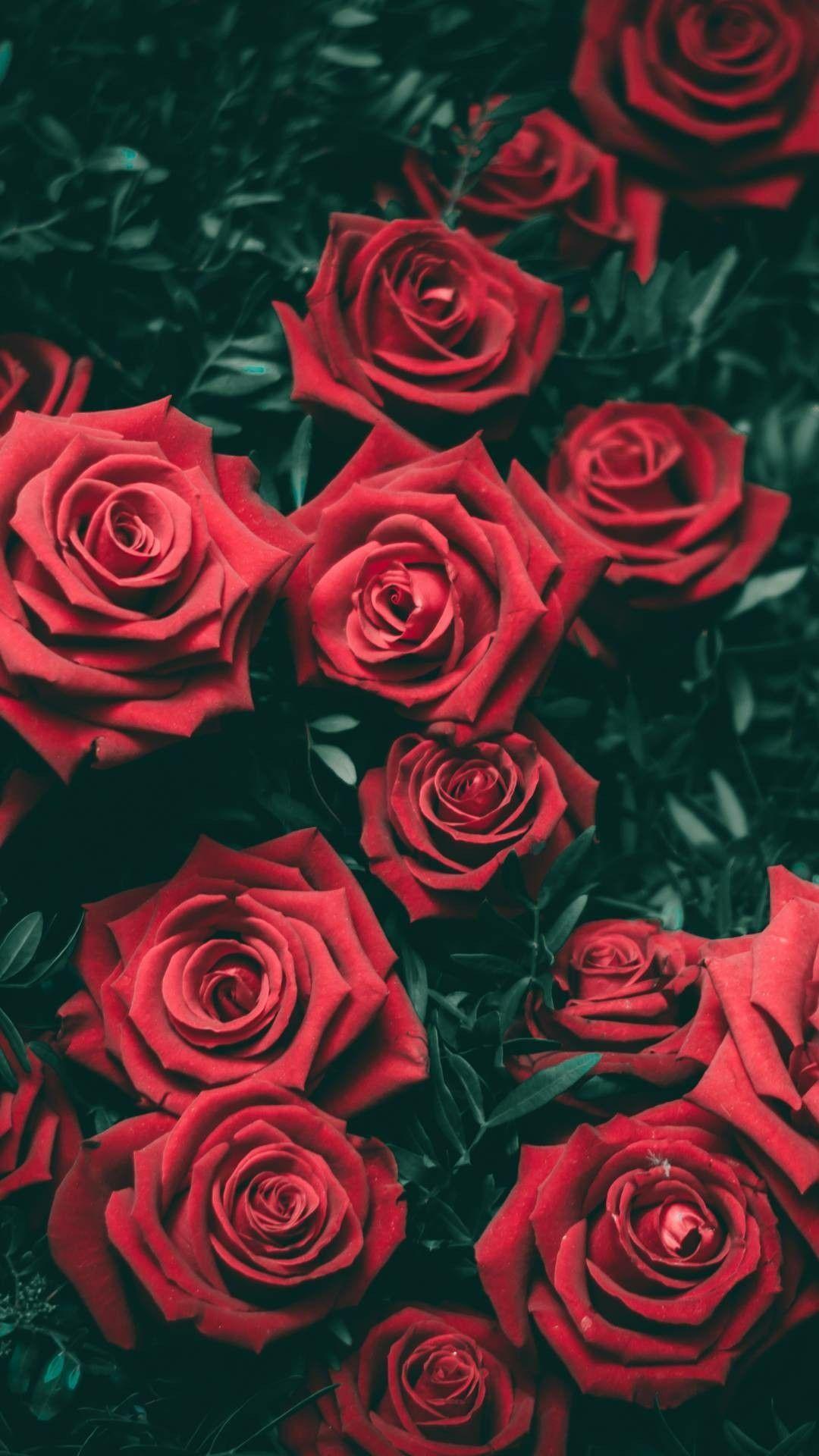 1080x1920 Red Flower Wallpaper
