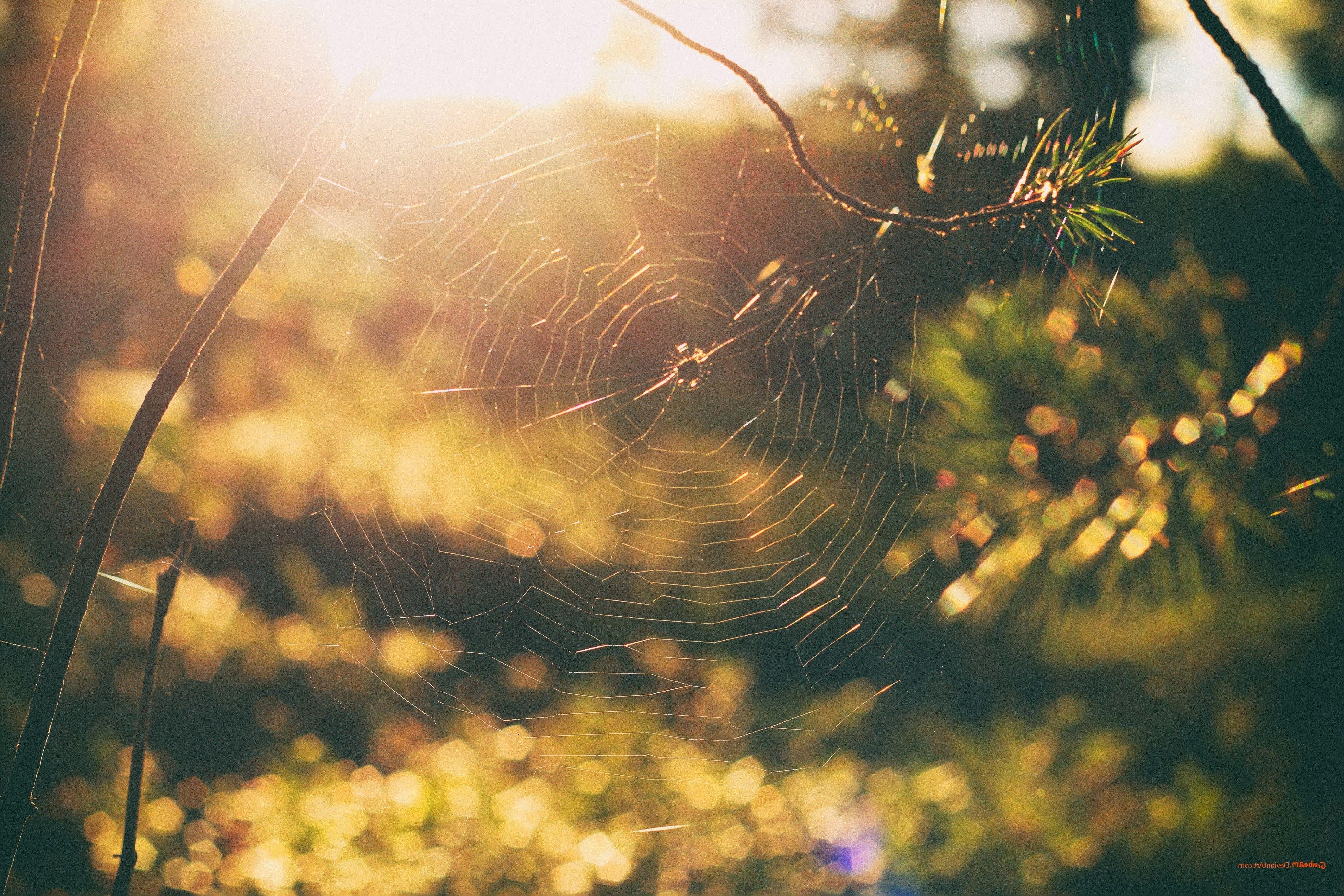 4148x2765 nature, Spiderwebs, Sunset, Forest, Bokeh, Trees Wallpaper HD / Desktop and Mobile Background