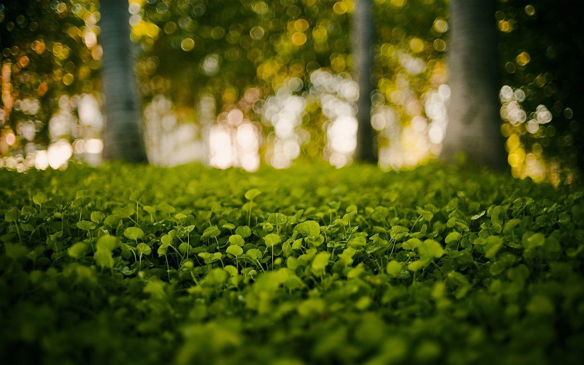 1920x1200 green, Nature, Grass, Bokeh, Blurred, Background Wallpaper HD / Desktop and Mobile Background