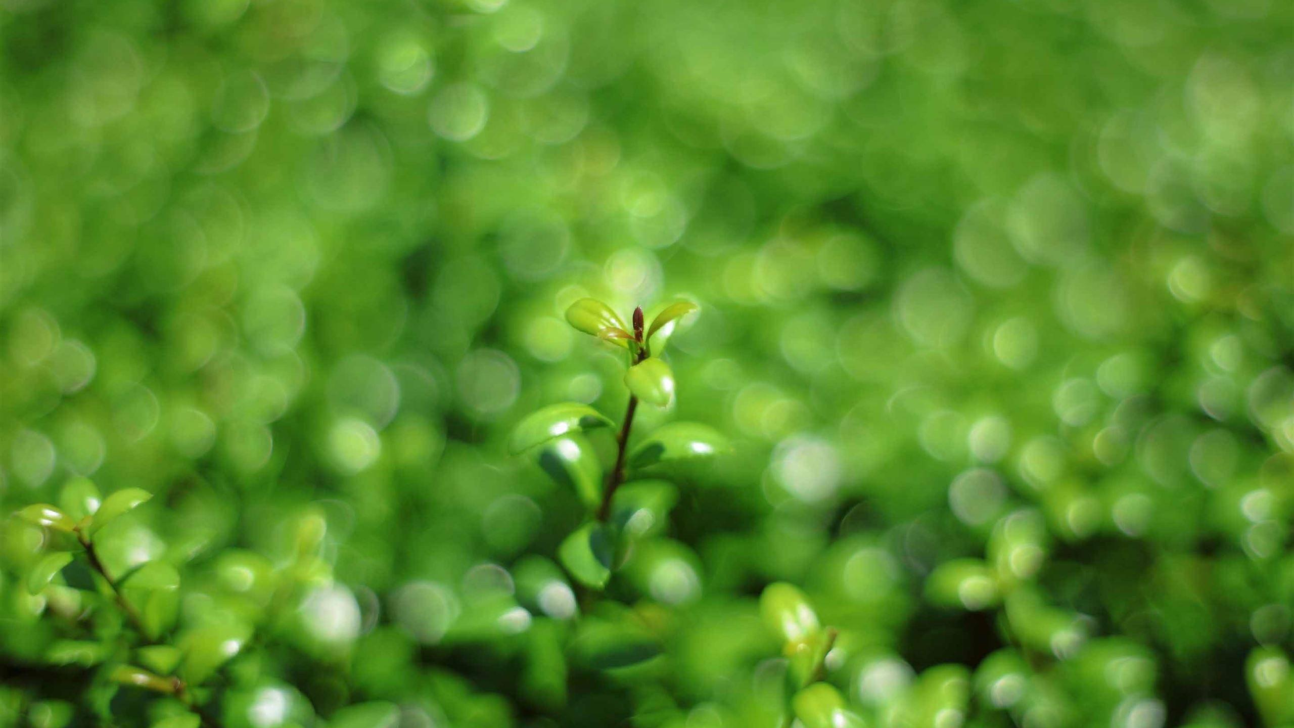 2560x1440 Green Bokeh Mac Wallpaper Download
