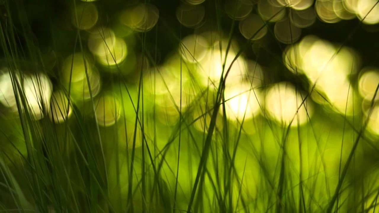 1280x720 Gary Lewis and the Playboys Grass. Green nature, Bokeh wallpaper, Nature