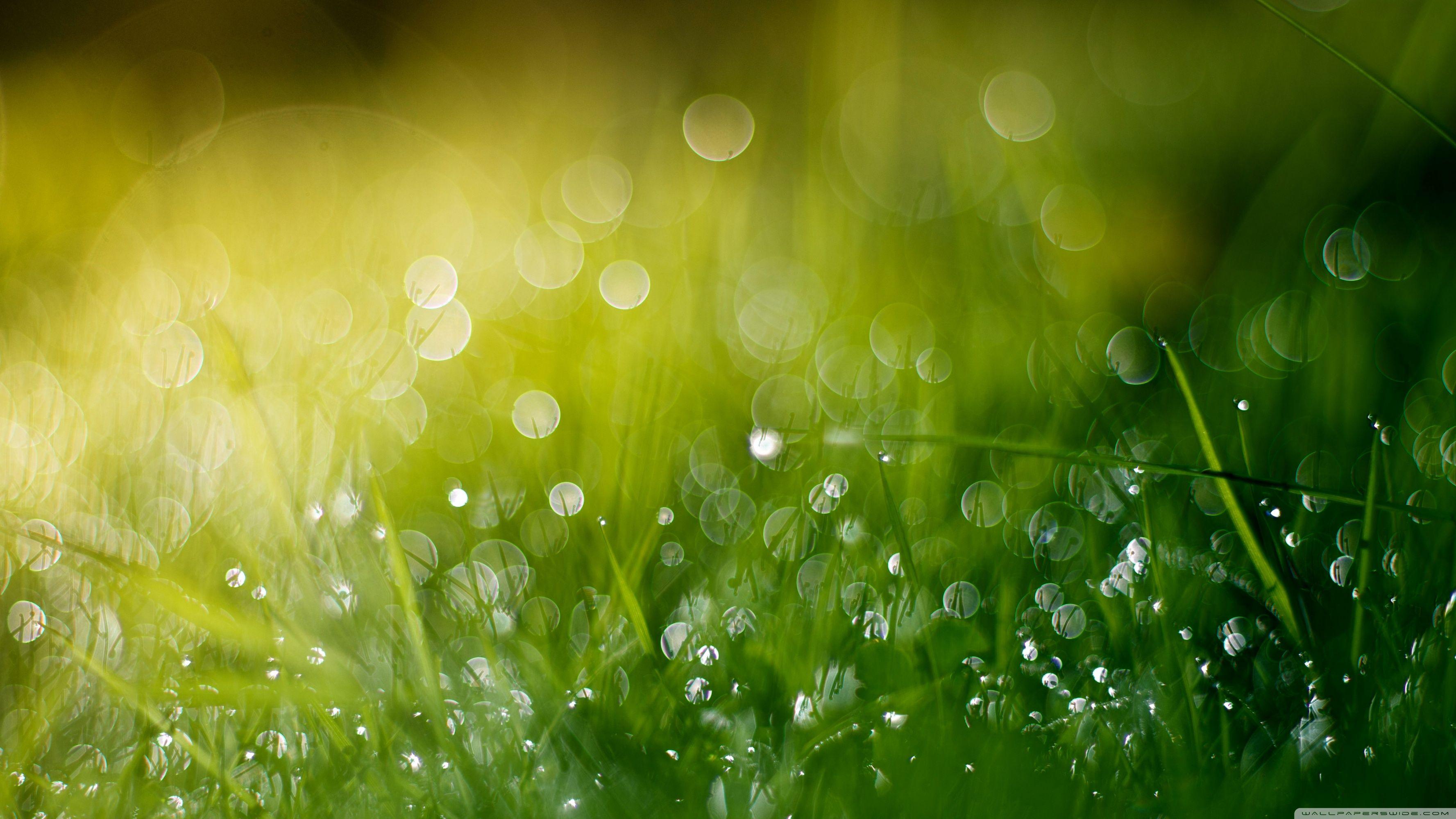 3554x1999 Download Wet Grass Bokeh, Summer UltraHD Wallpaper