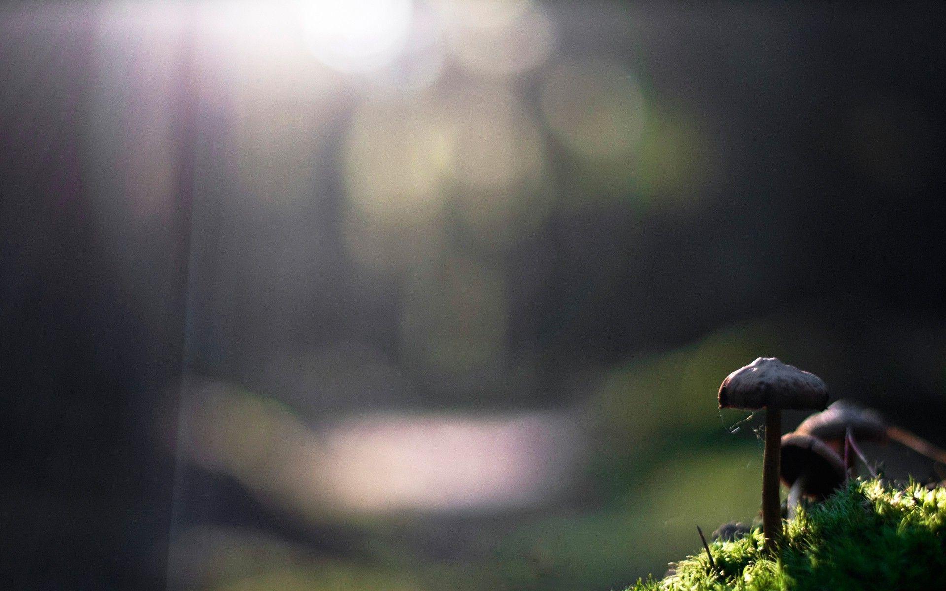 1920x1200 mushroom, Nature, Sunlight, Bokeh Wallpaper HD / Desktop and Mobile Background