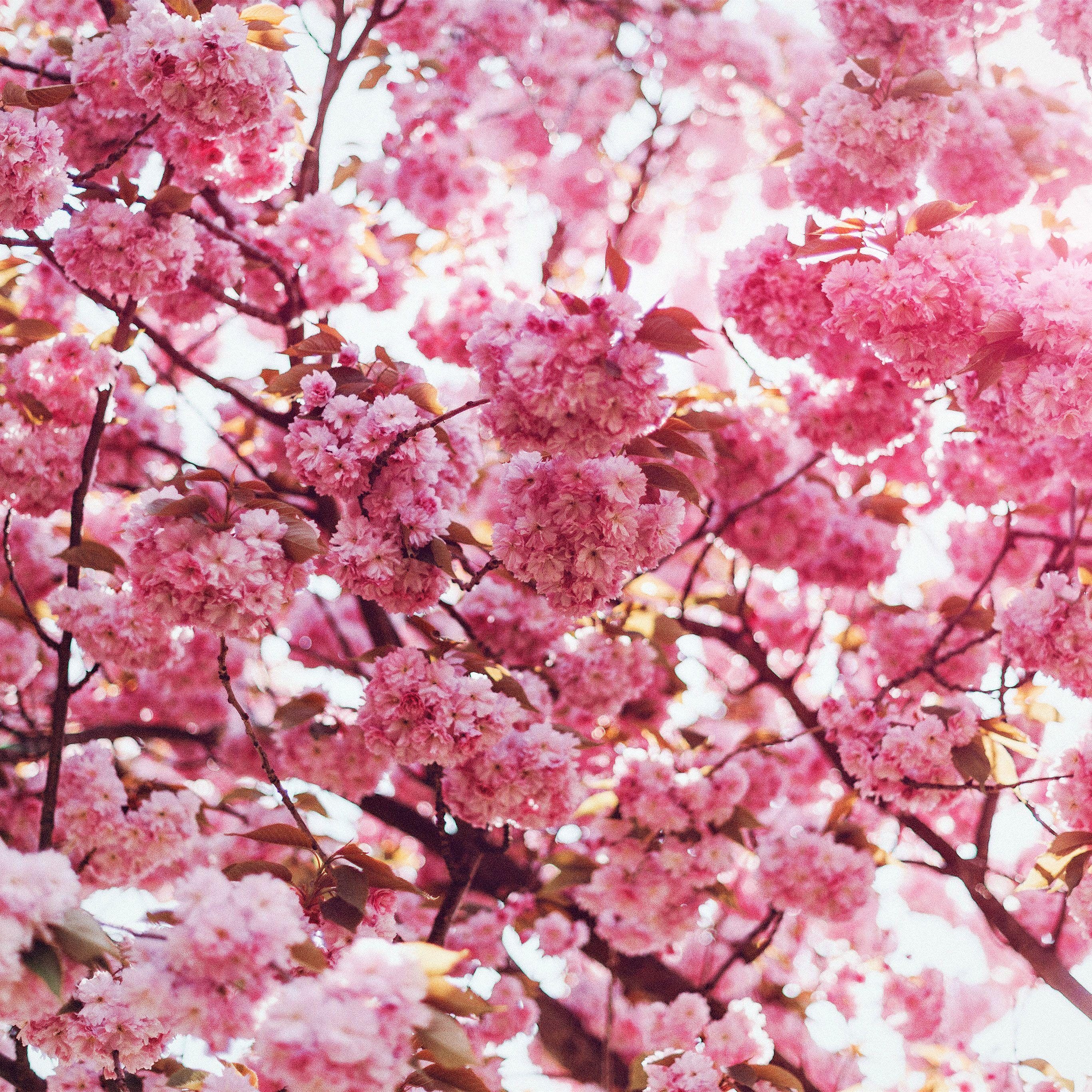 2732x2732 Spring Flower Pink Blossom Bokeh Nature Flare Wallpaper