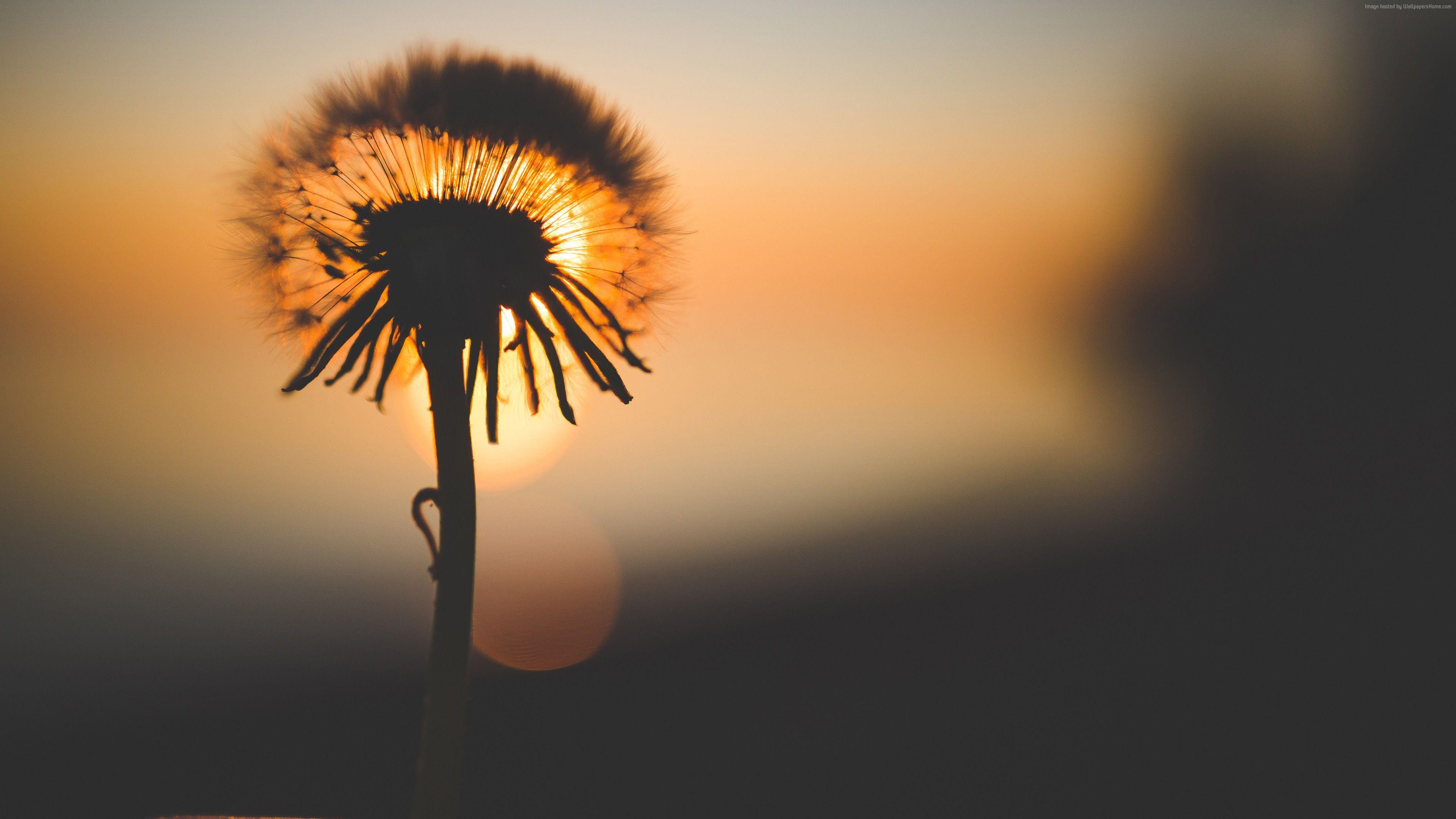 3840x2160 Wallpaper Flower, bokeh, macro, 4K, 5K, Nature Wallpaper Download Resolution 4K Wallpaper