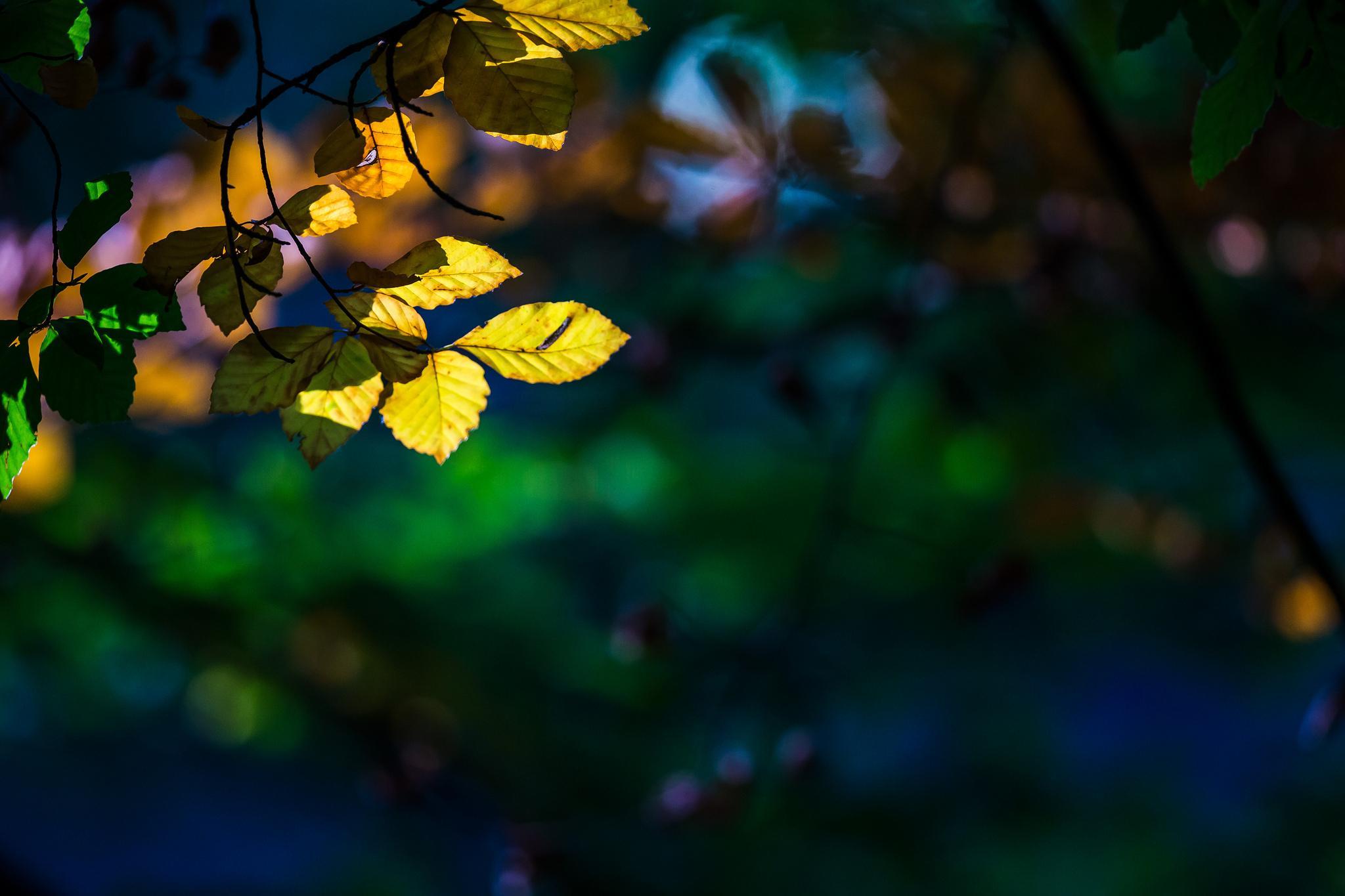 2048x1365 HD Macro Nature Wallpaper