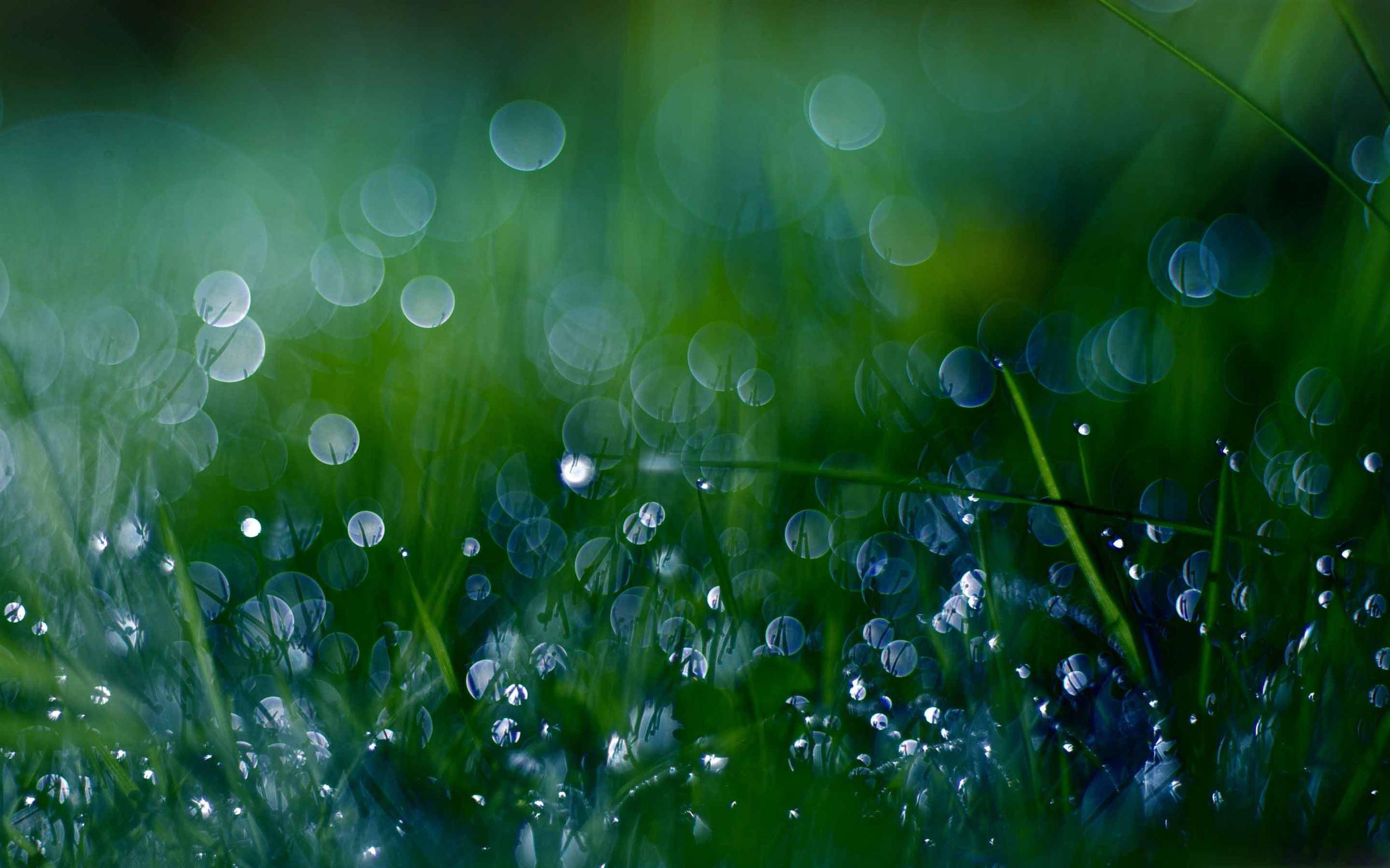 2560x1600 Fresh Green Grass Bokeh MacBook Air Wallpaper Download