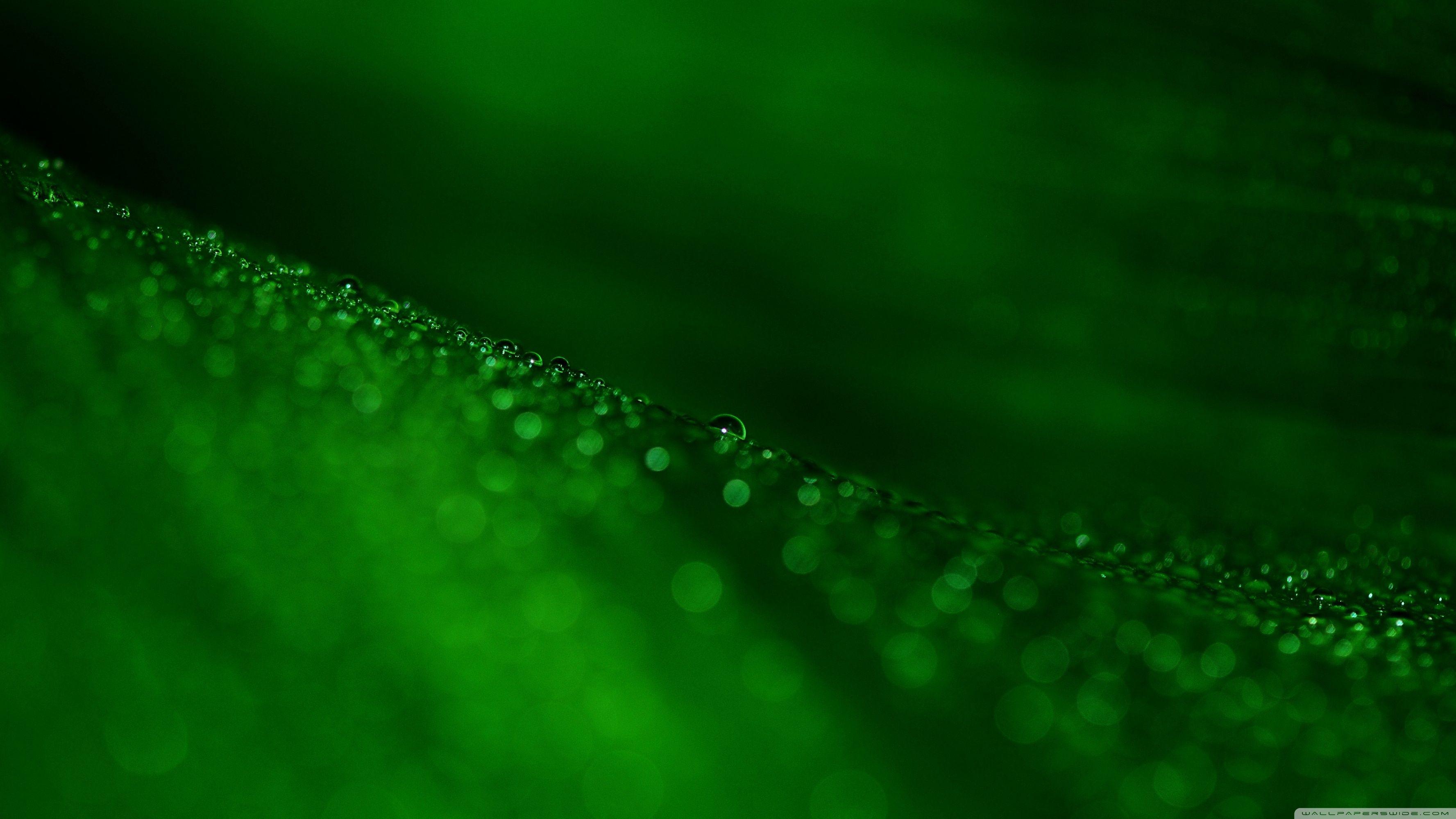 3554x1999 Green Leaf Bokeh Ultra HD Desktop Background Wallpaper for 4K UHD TV : Widescreen & UltraWide Desktop & Laptop : Tablet