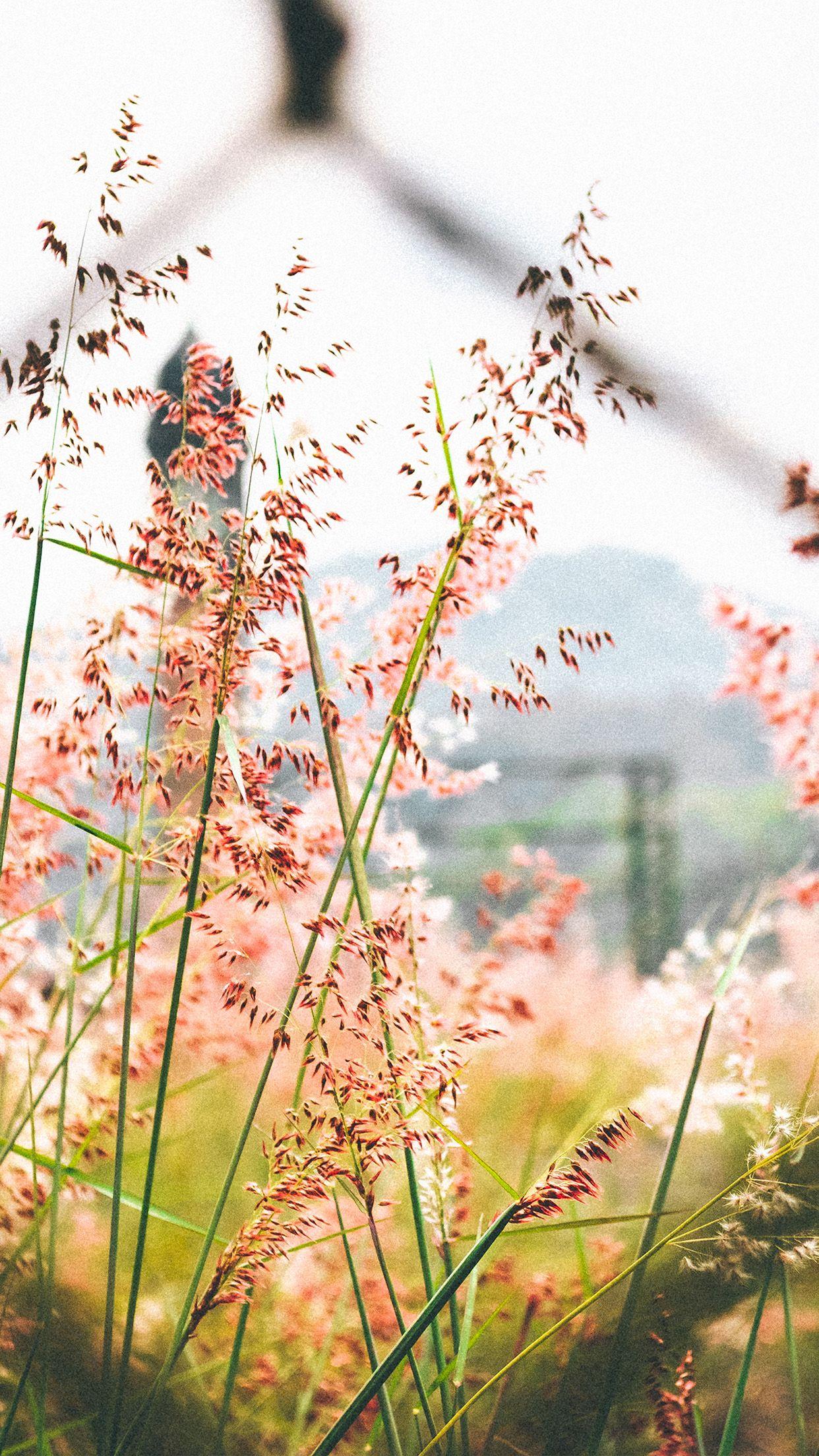 1242x2208 Day Flower Nature Bokeh Wallpaper