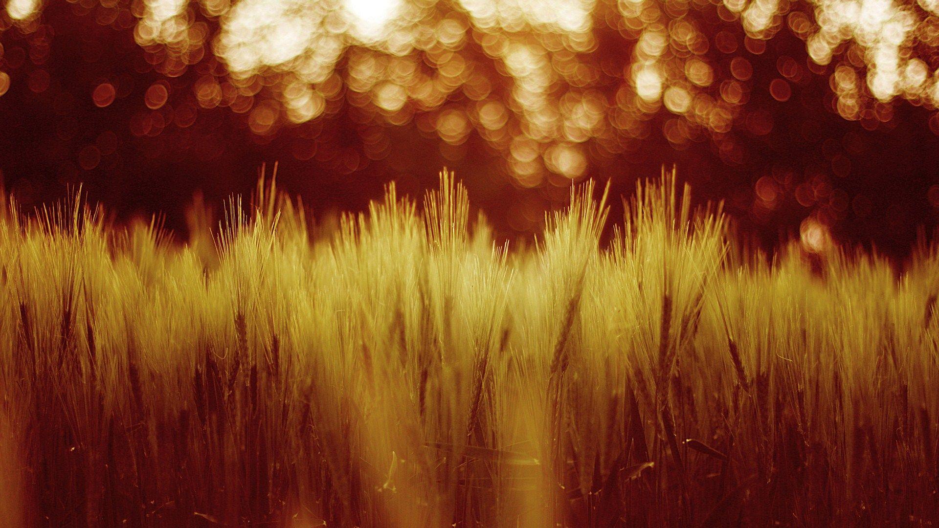 1920x1080 Free Download Bokeh Background