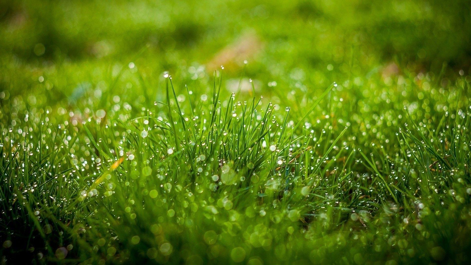 1920x1080 nature, Green, Water Drops, Leaves, Grass, Field, Depth Of Field, Bokeh Wallpaper HD / Desktop and Mobile Background