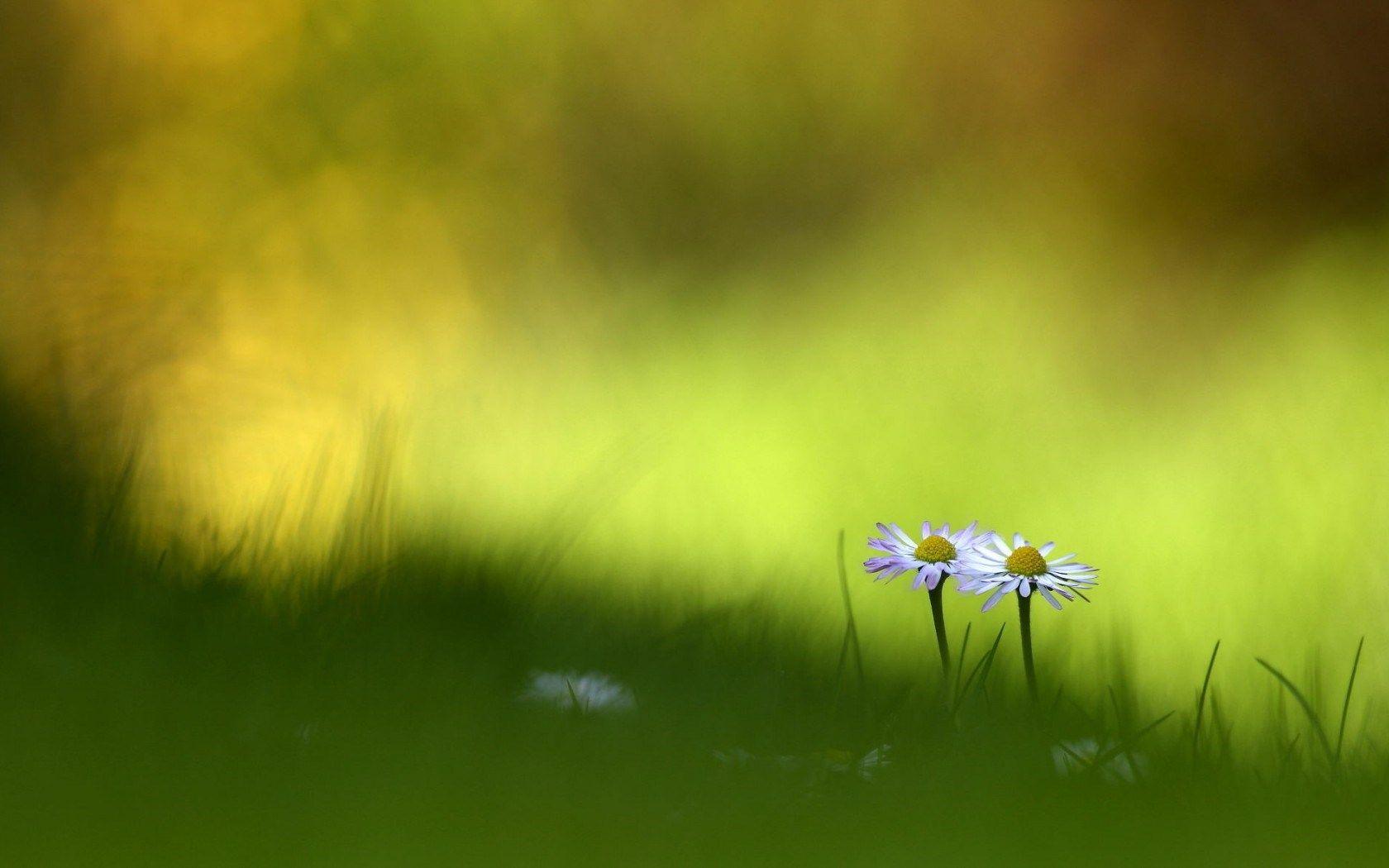1680x1050 Nature Bokeh 33918 1680x1050px