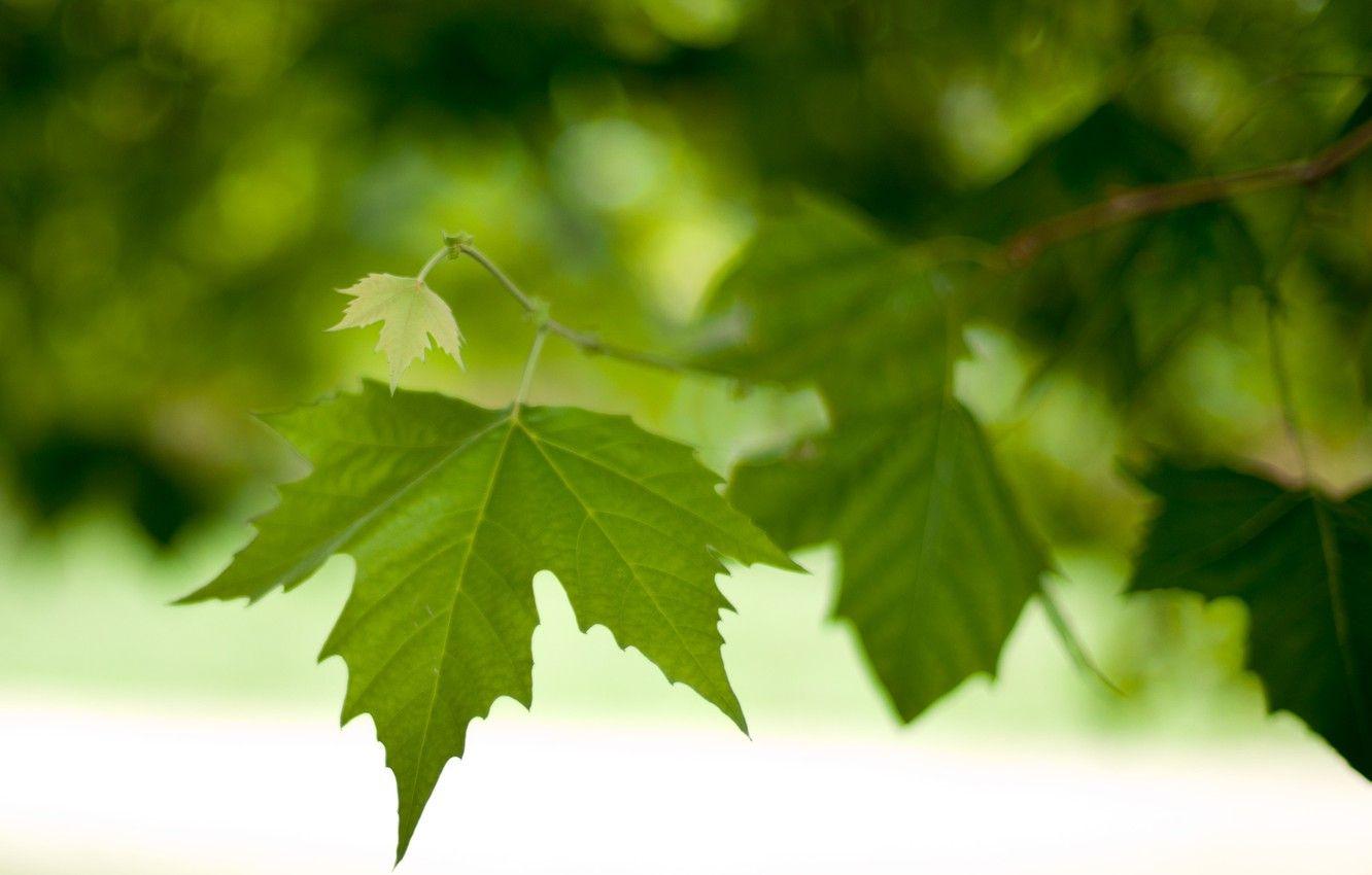 1332x850 Wallpaper leaves, macro, foliage, branch, spring, green, leaves, bokeh image for desktop, section макро