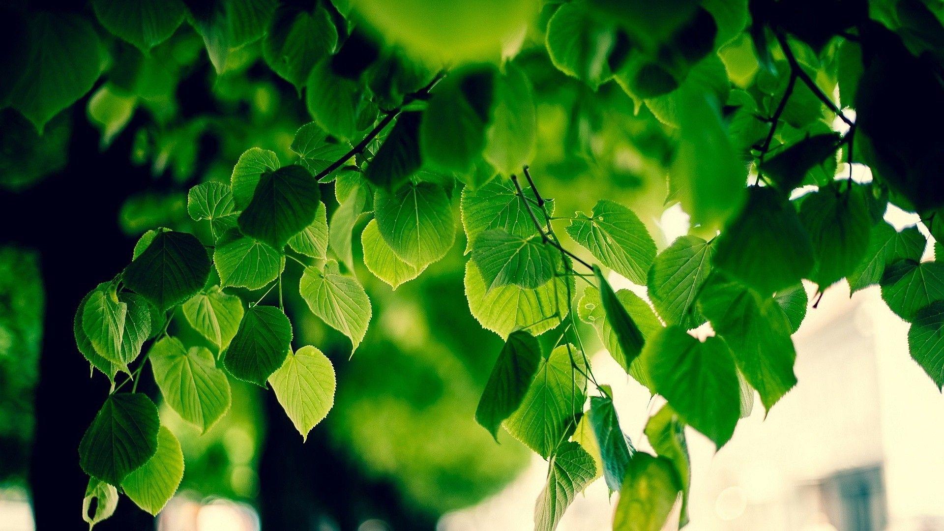 1920x1080 foliage, Macro, Blurred, Bokeh, Sunlight, Green, Nature, Branch, Trees Wallpaper HD / Desktop and Mobile Background