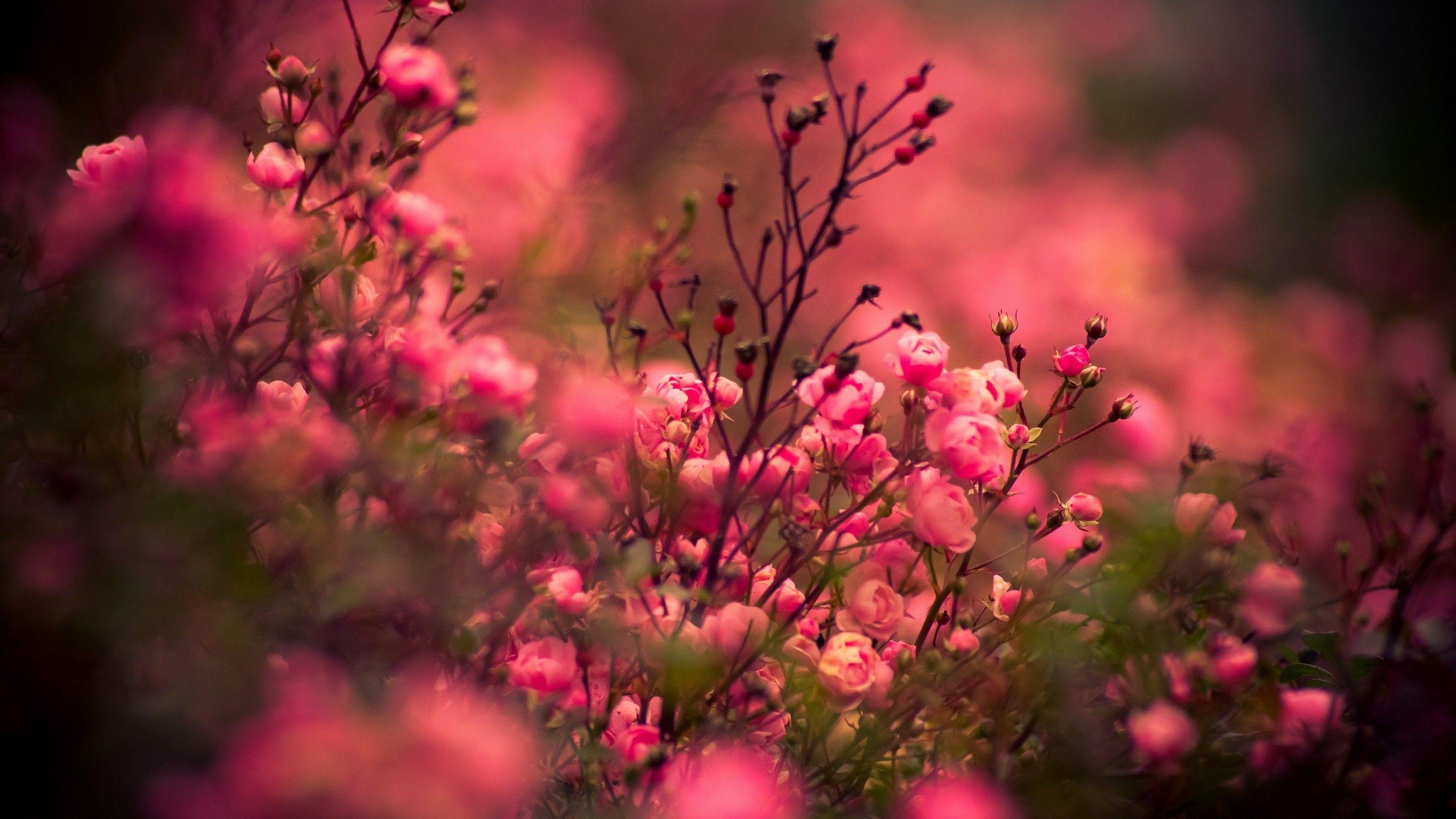 2560x1440 Wallpaper rose, 5k, 4k wallpaper, pink, bokeh, OS