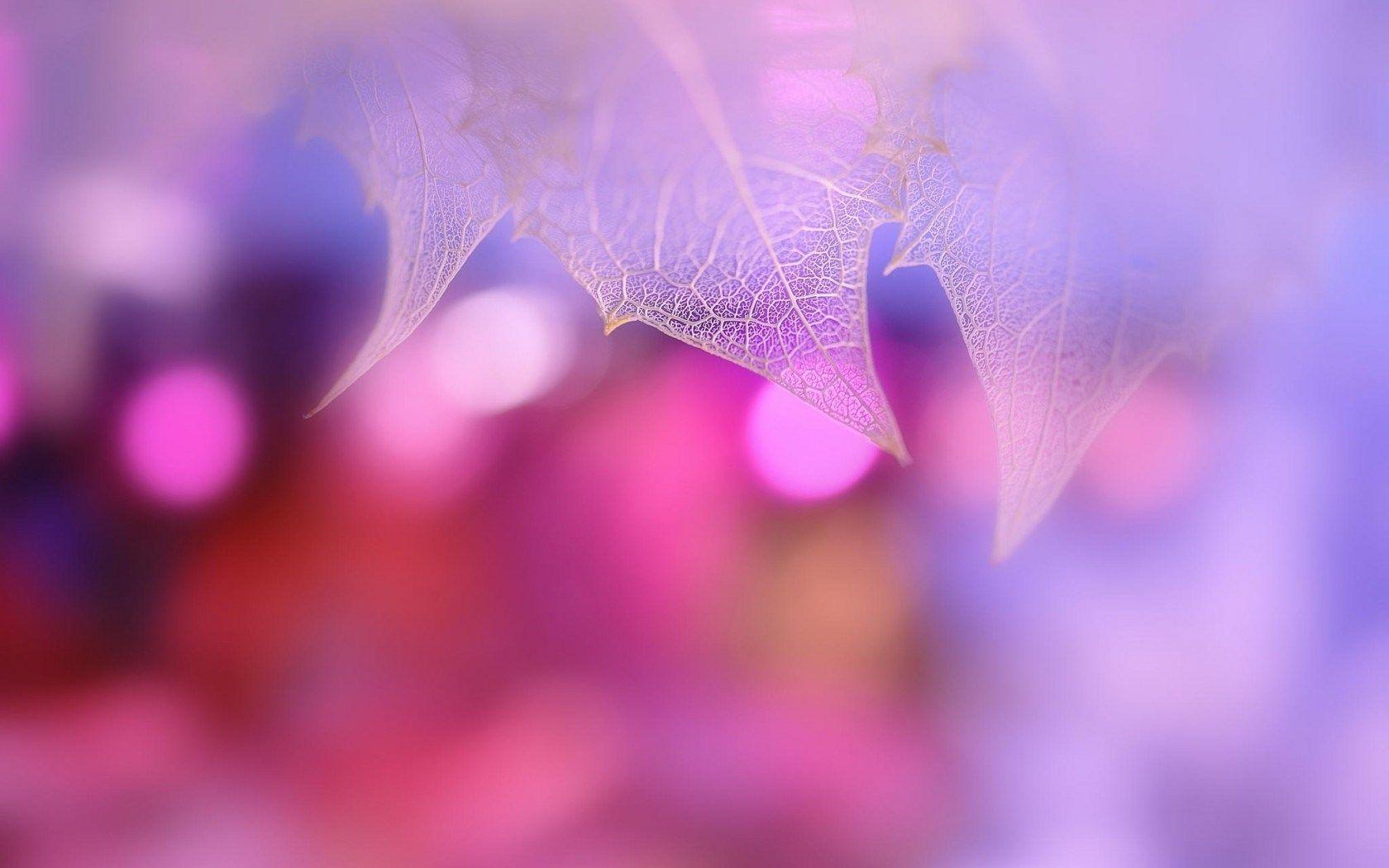 1680x1050 leaves picture bokeh Desktop Wallpaperk HD