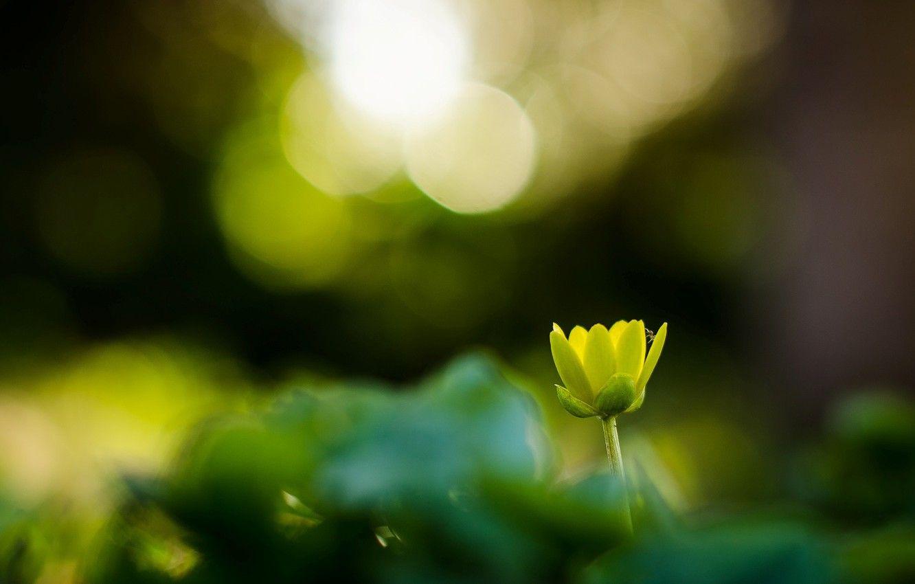 1332x850 Wallpaper flower, flowers, green, background, Wallpaper, blur, wallpaper, widescreen, flowers, background, bokeh, full screen, HD wallpaper, flower, widescreen image for desktop, section цветы