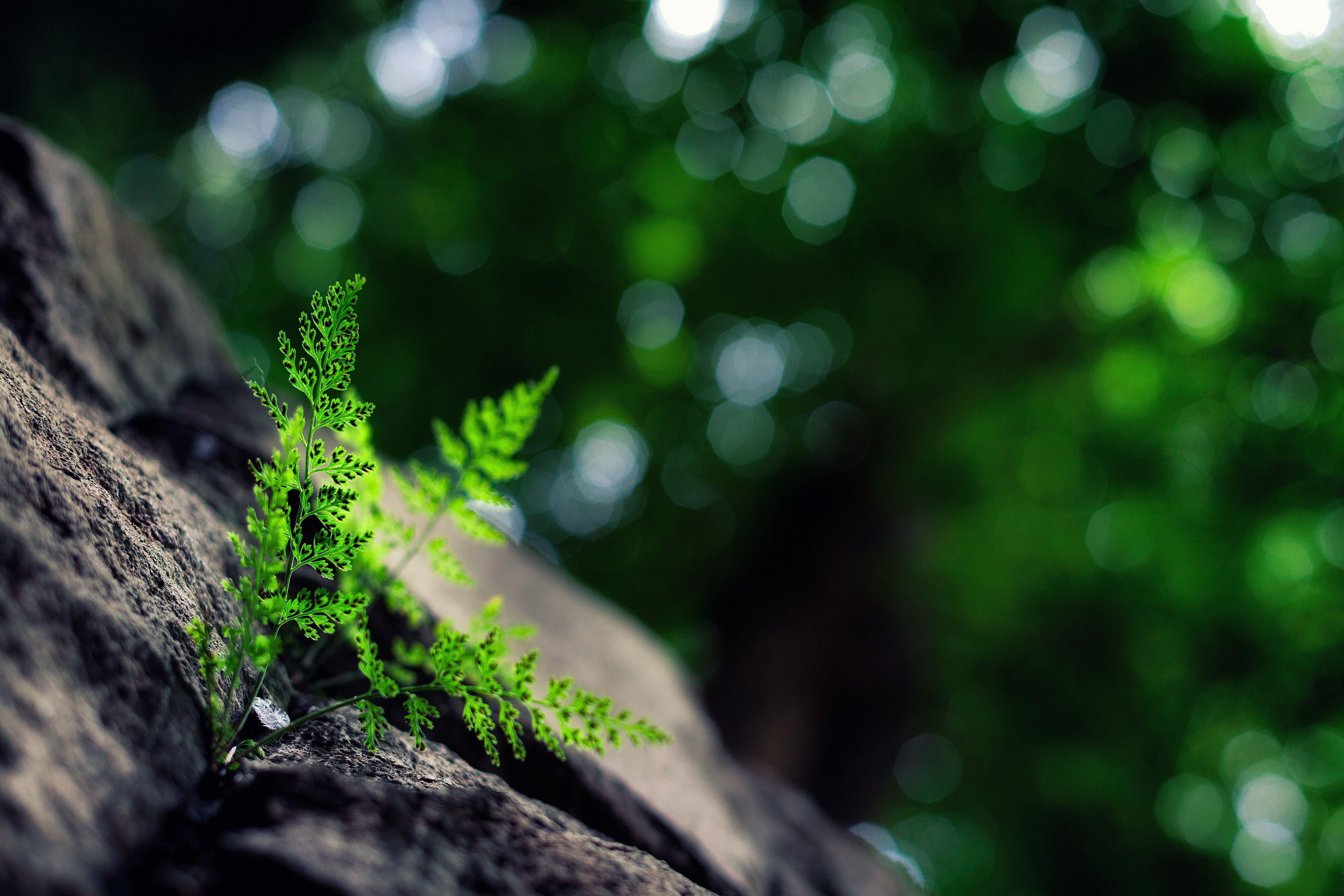 5616x3744 macro, Nature, Plants, Bokeh Wallpaper HD / Desktop and Mobile Background