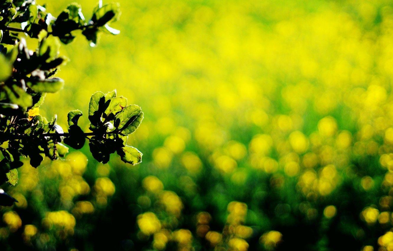 1332x850 Wallpaper leaves, macro, yellow, green, background, dark green, widescreen, Wallpaper, wallpaper, leaves, widescreen, background, bokeh, full screen, HD wallpaper, widescreen image for desktop, section макро