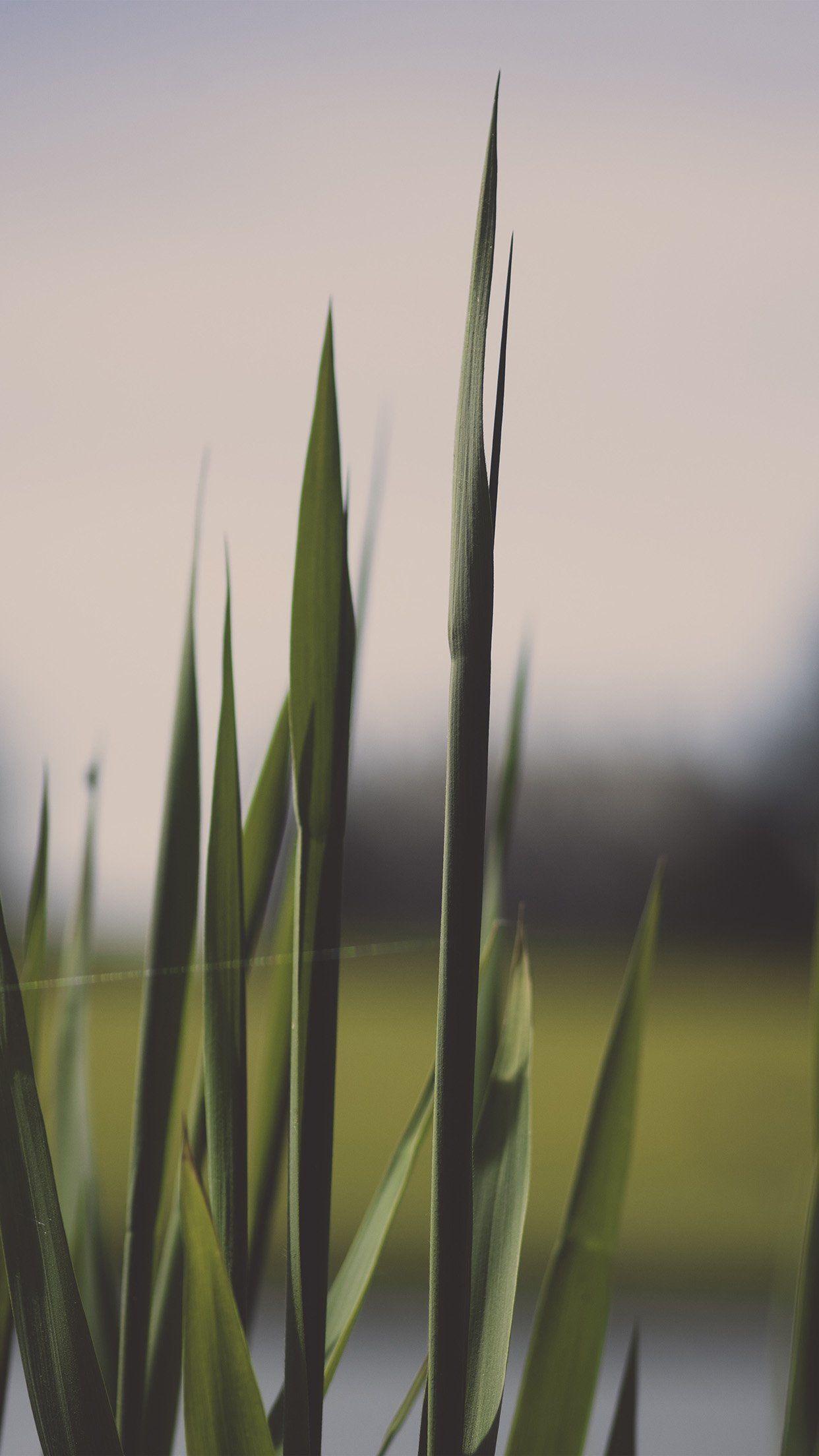 1242x2208 Lawn Flower Green Bokeh Nature Android wallpaper HD wallpaper