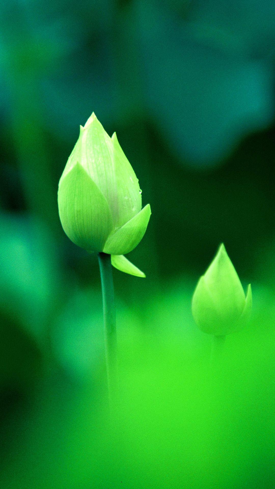 1080x1920 Fresh Green Lotus Bud Macro Bokeh iPhone 8 Wallpaper Free Download