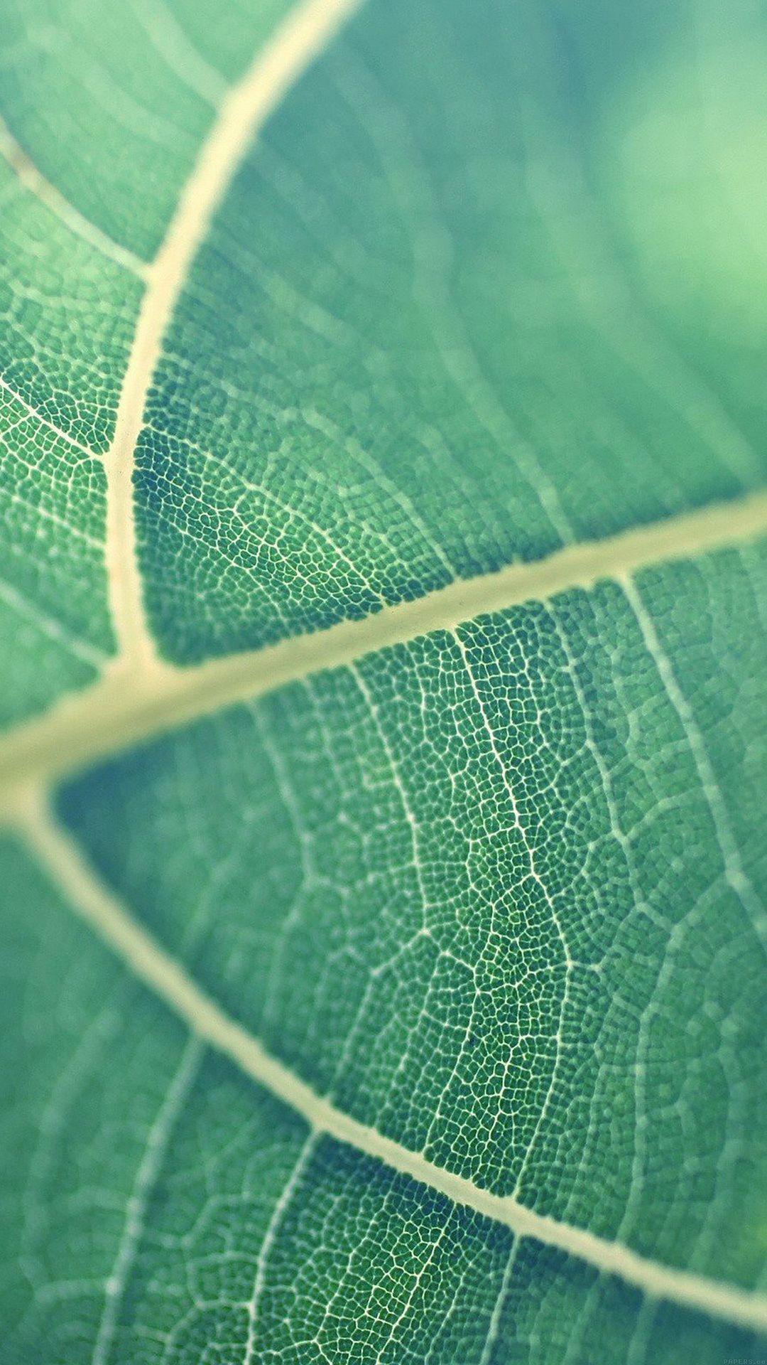 1080x1920 Green leaf bokeh htc one wallpaper, free and easy to download