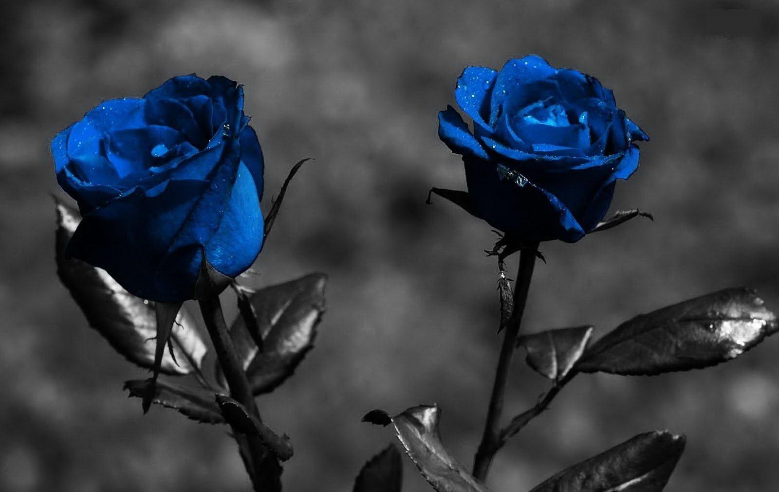 1600x1011 Picture of black Artwork. Couple Of Blue Roses With Black Shade Background Wallpaper. All. Rose flower wallpaper, Blue roses wallpaper, Blue roses