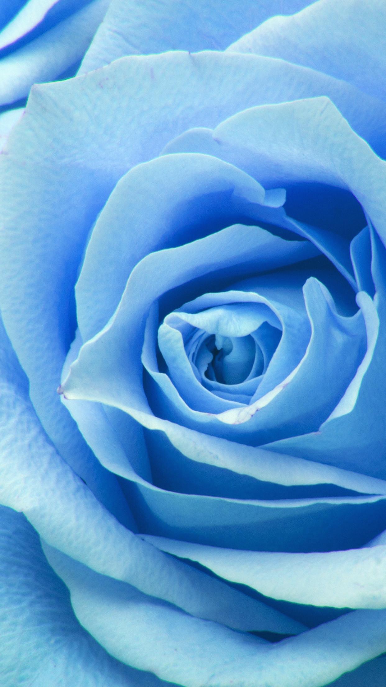 1242x2208 High Resolution Blue And White Rose Wallpaper