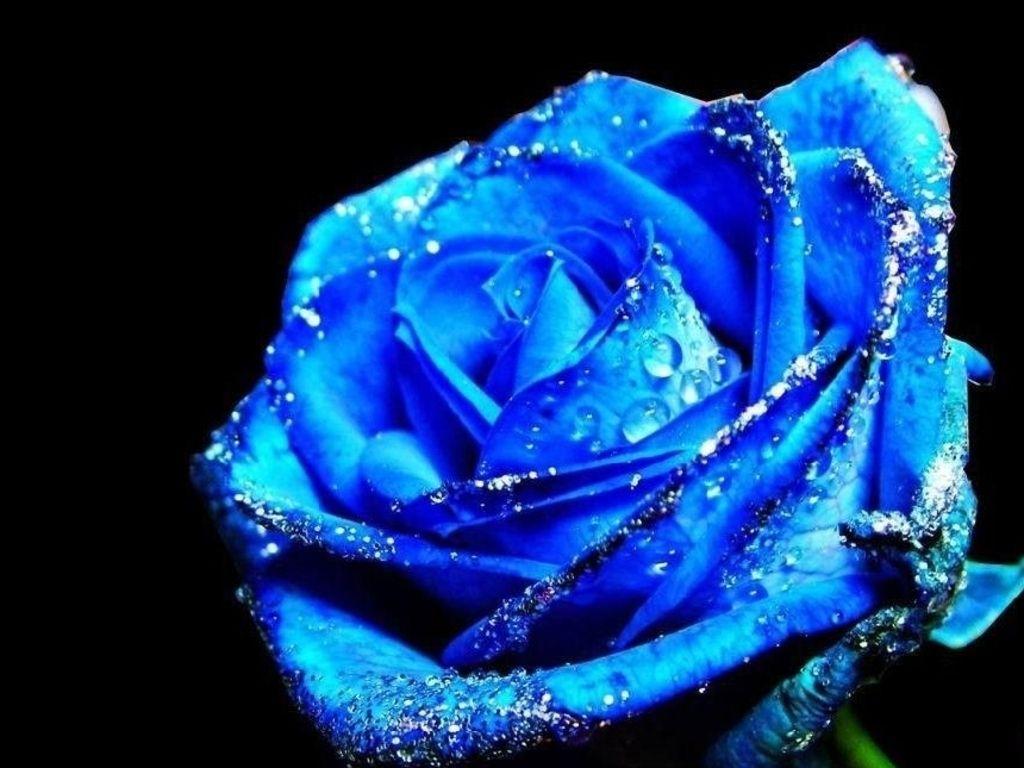 1024x768 White And Blue Roses Wallpaper