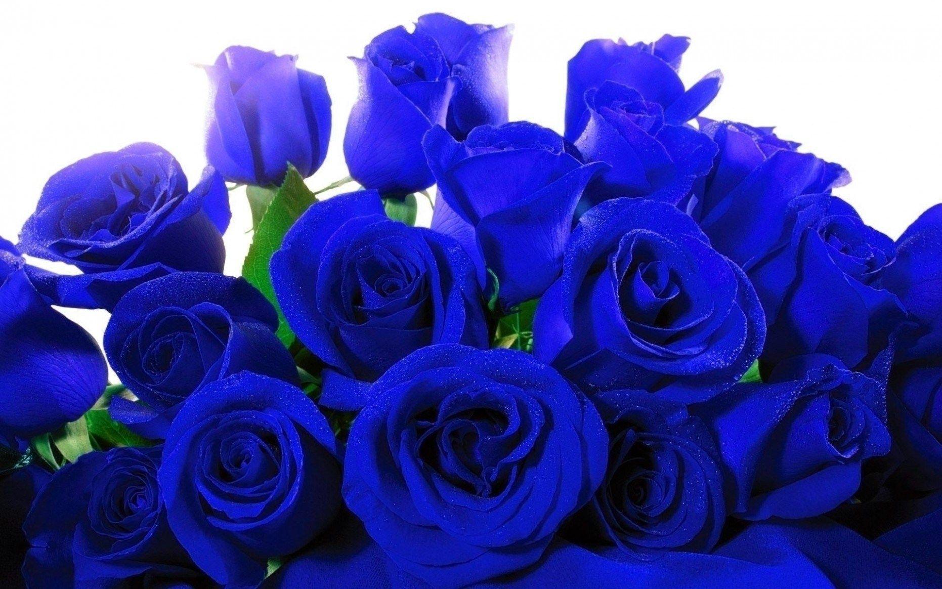 1862x1164 Blue Roses Wallpaper