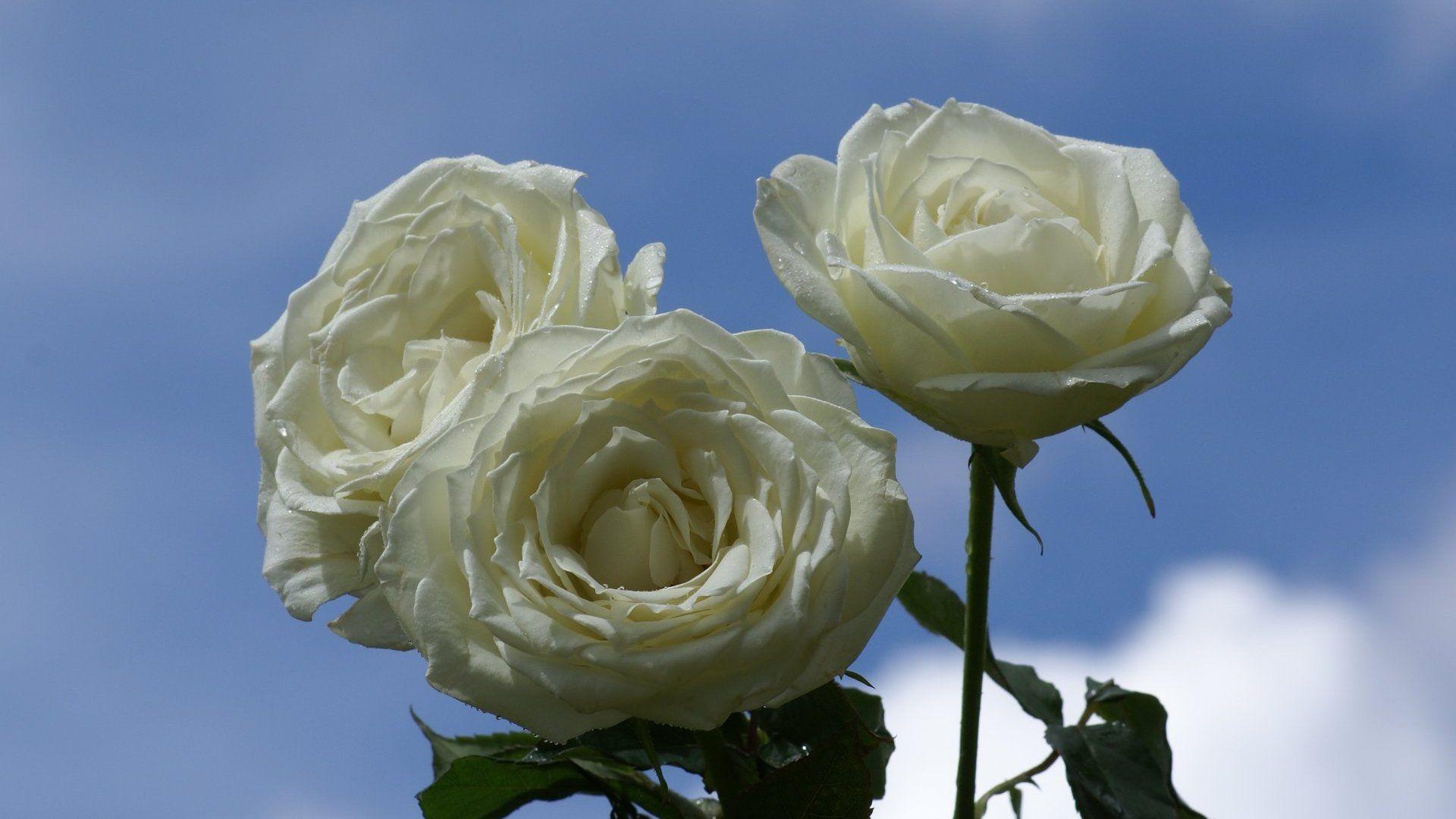 1920x1080 Roses, wallpaper, widescreen, white, rose