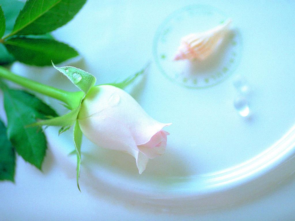 1024x768 The Rose of Love